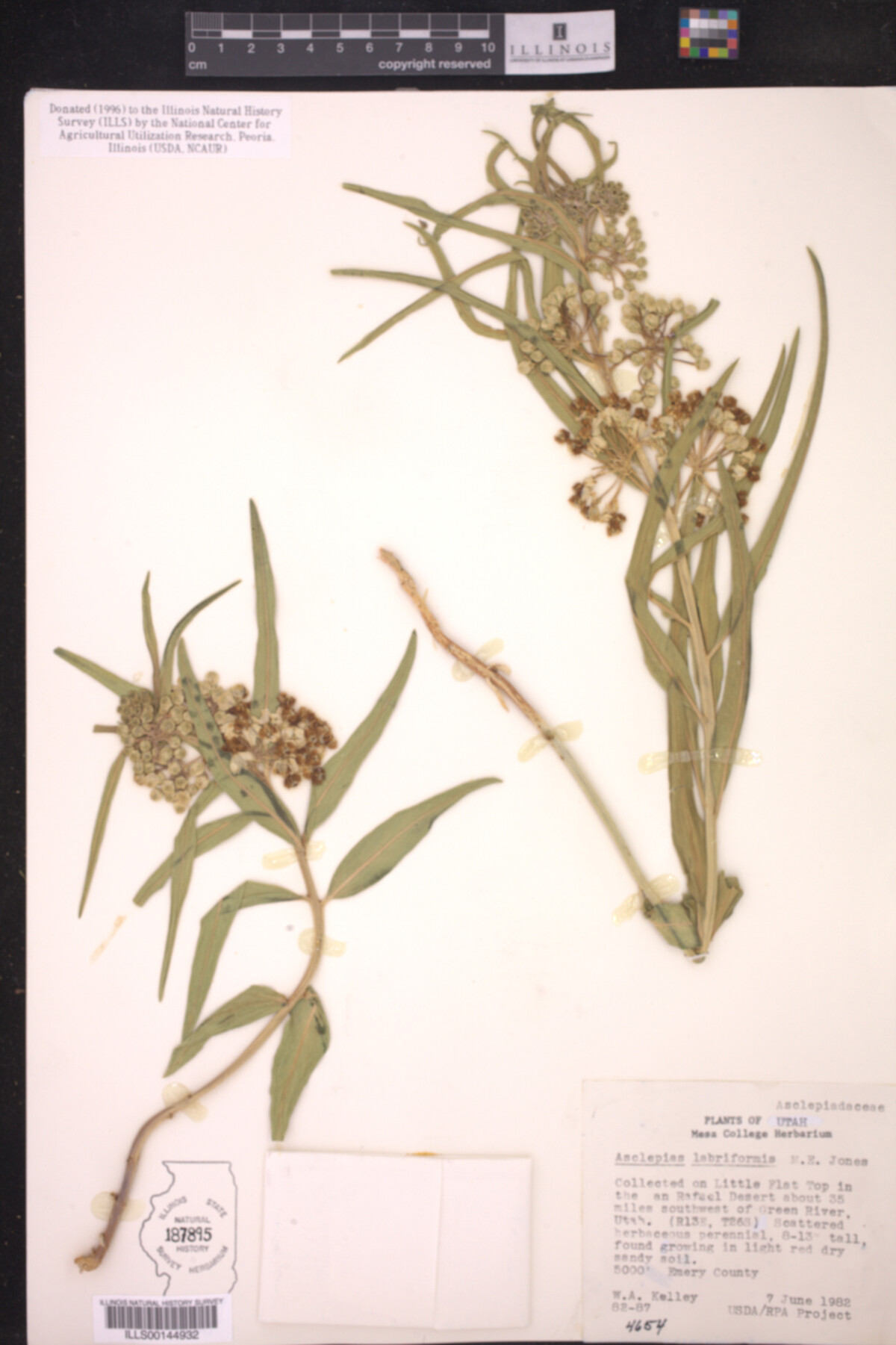 Asclepias labriformis image