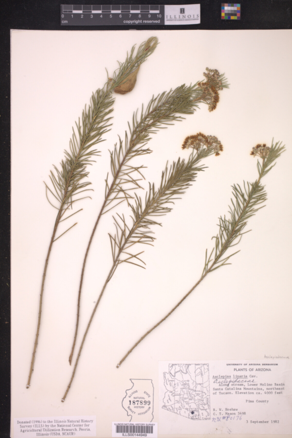Asclepias linaria image