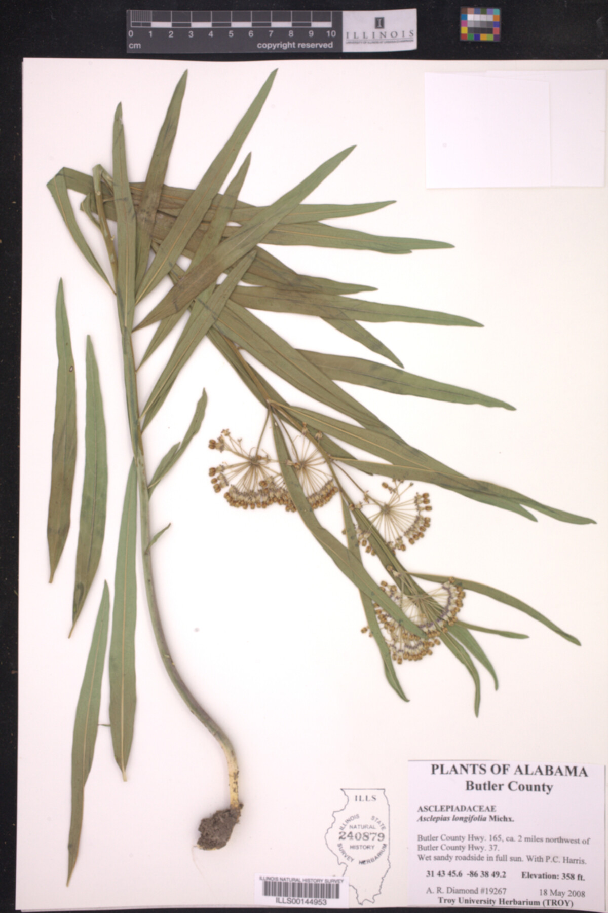 Asclepias longifolia image