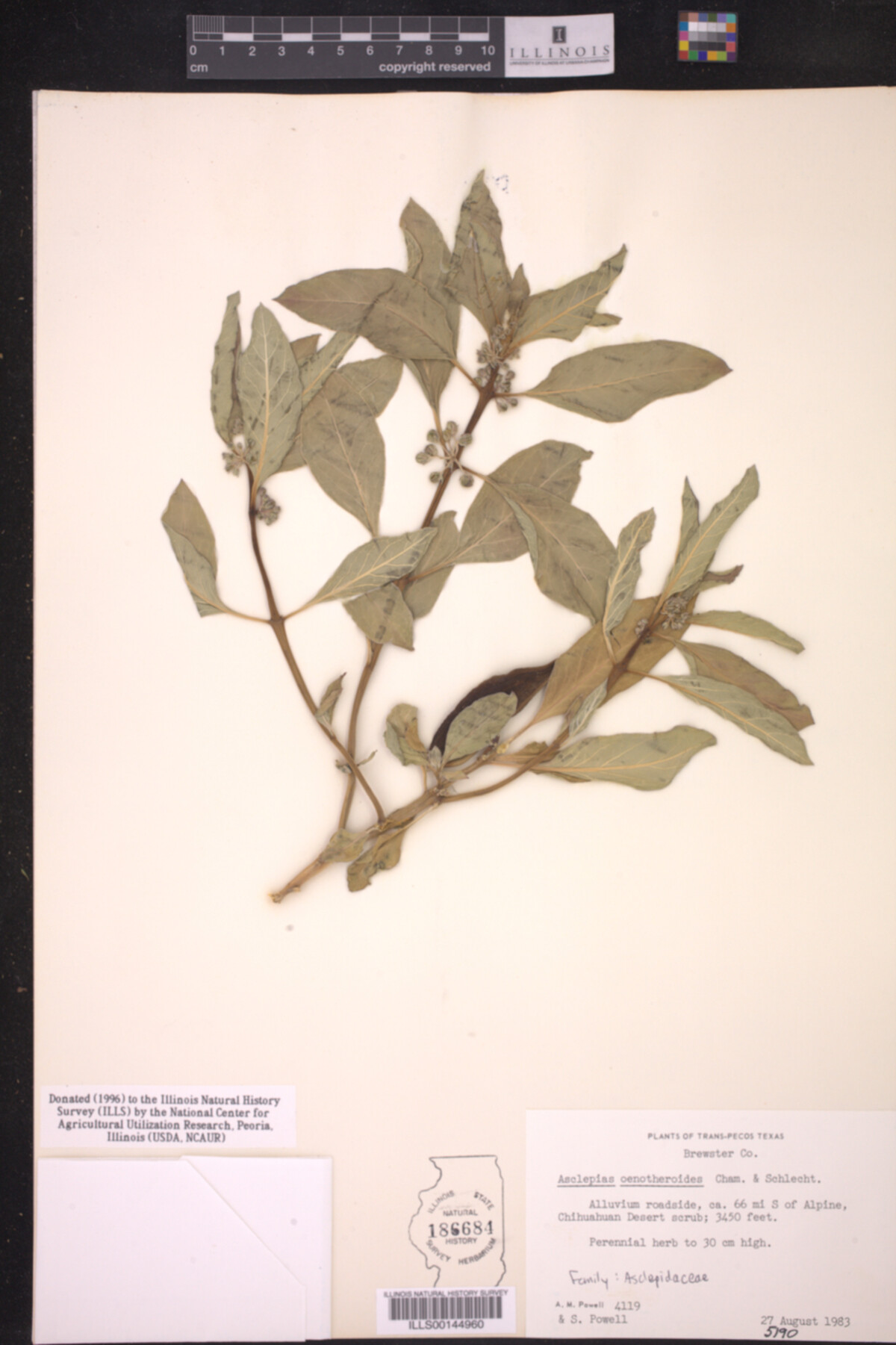 Asclepias oenotheroides image