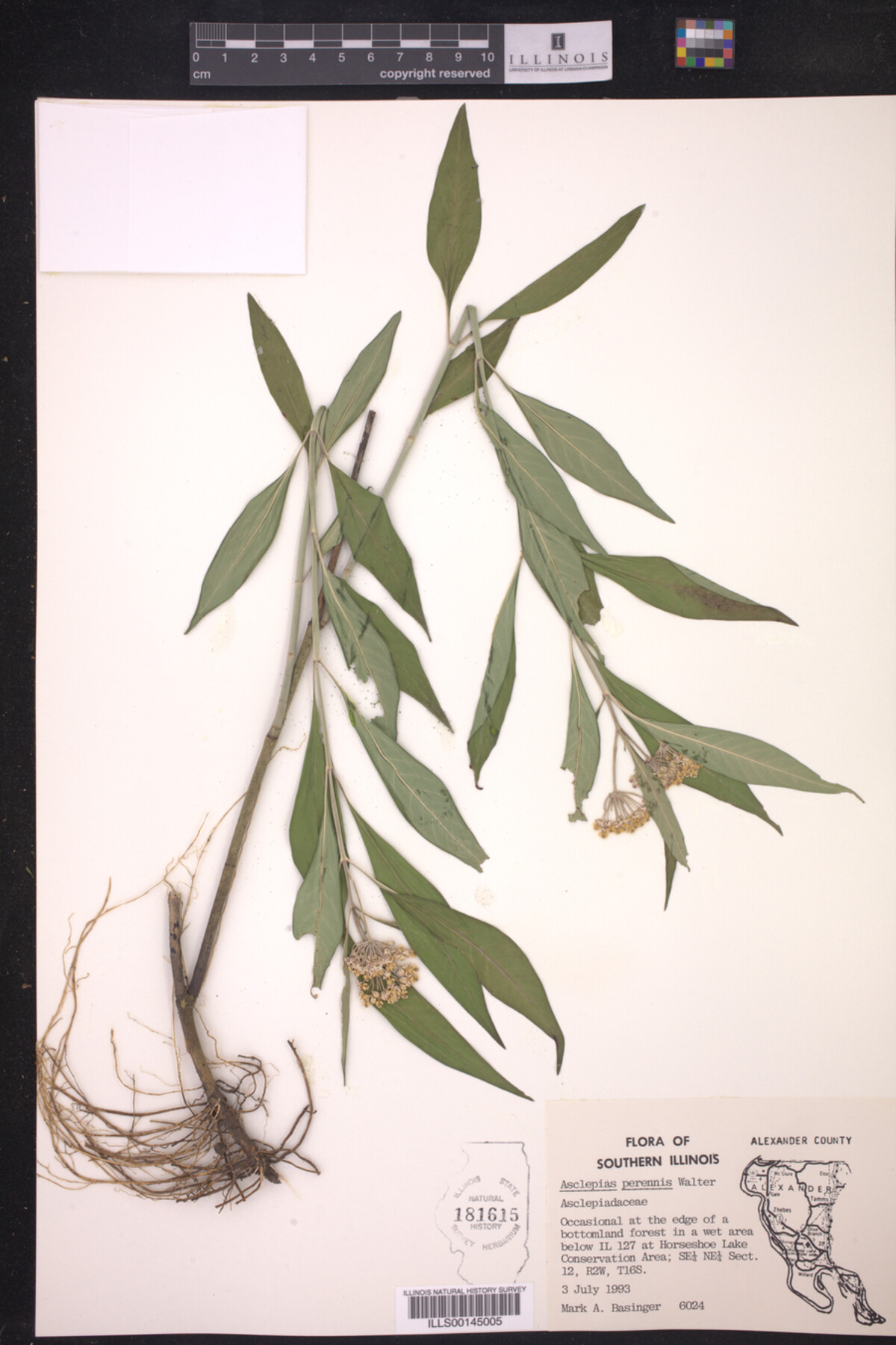 Asclepias perennis image