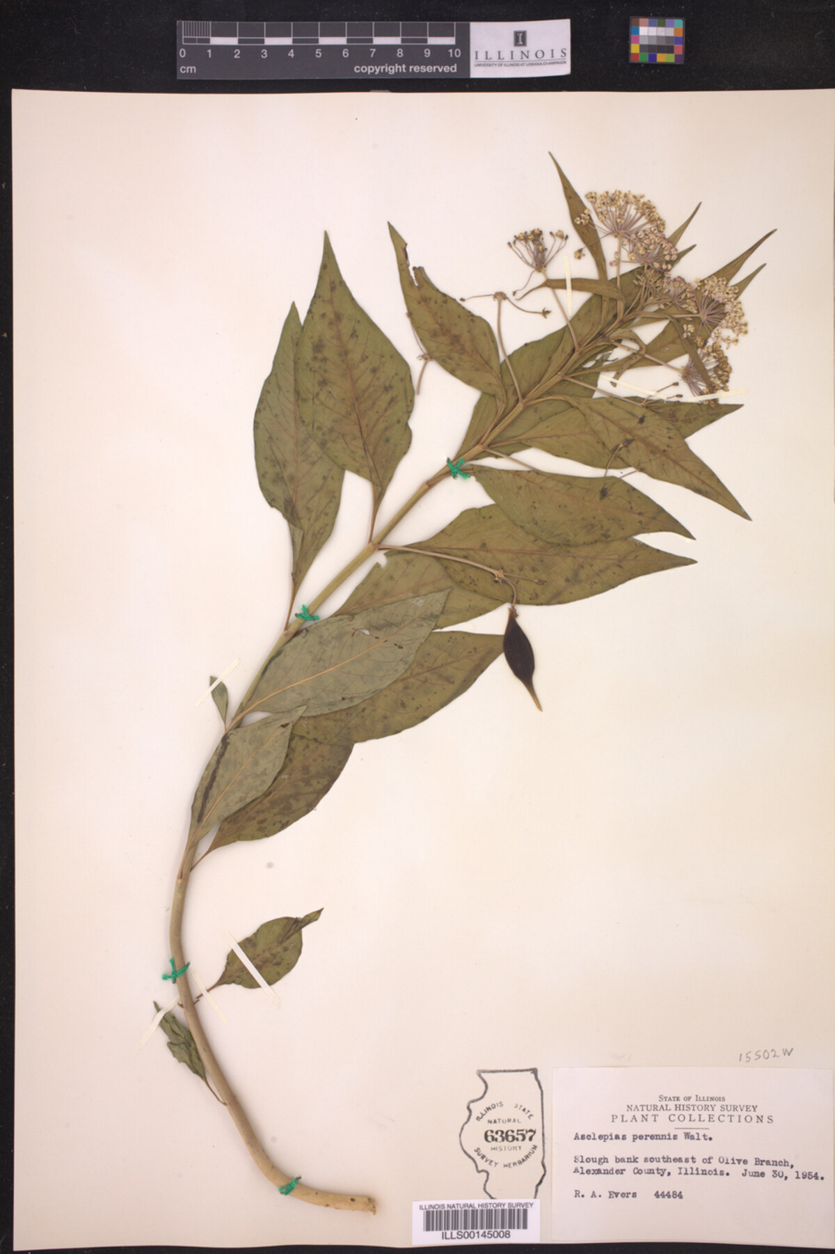 Asclepias perennis image