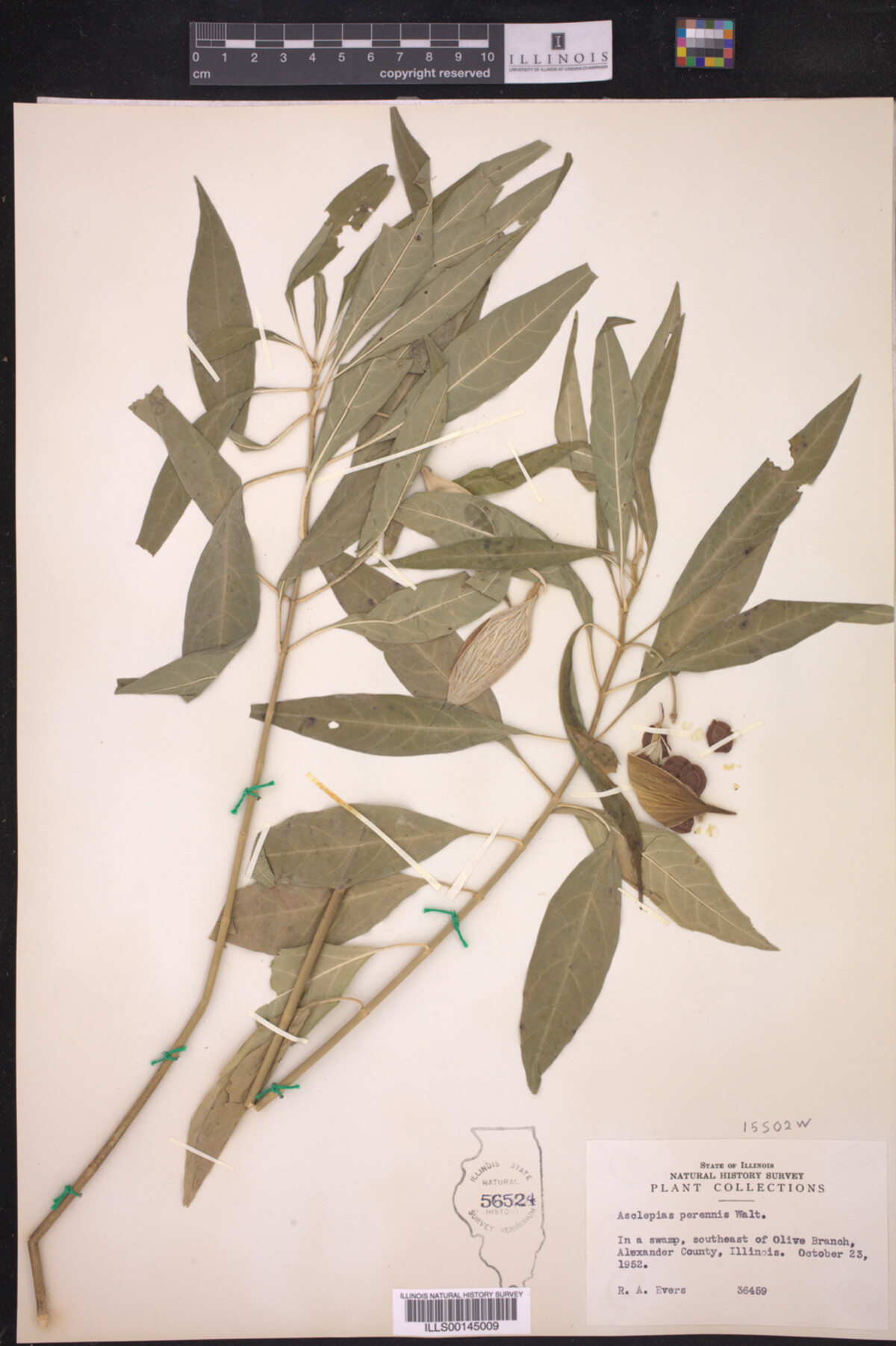 Asclepias perennis image