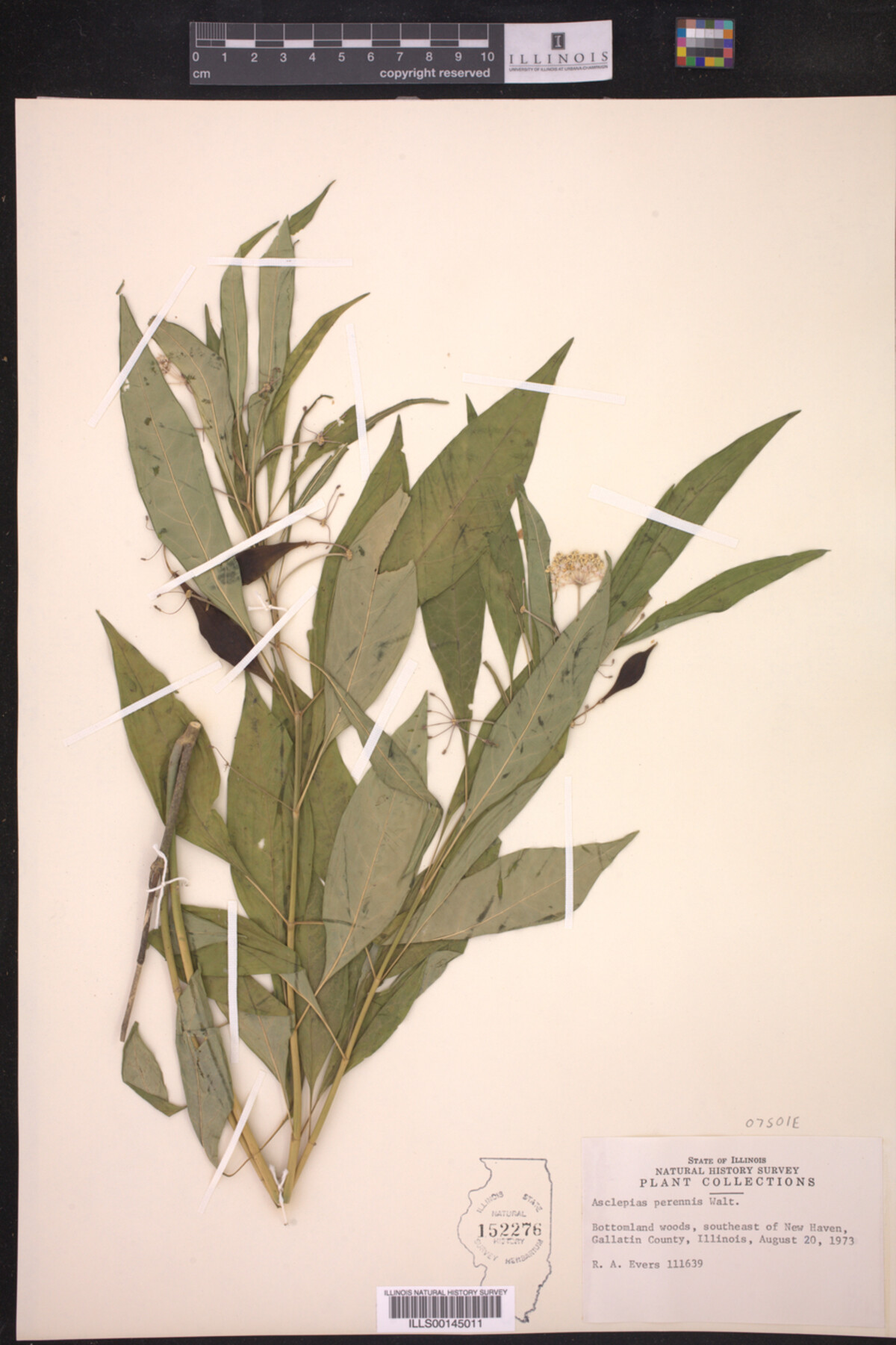 Asclepias perennis image