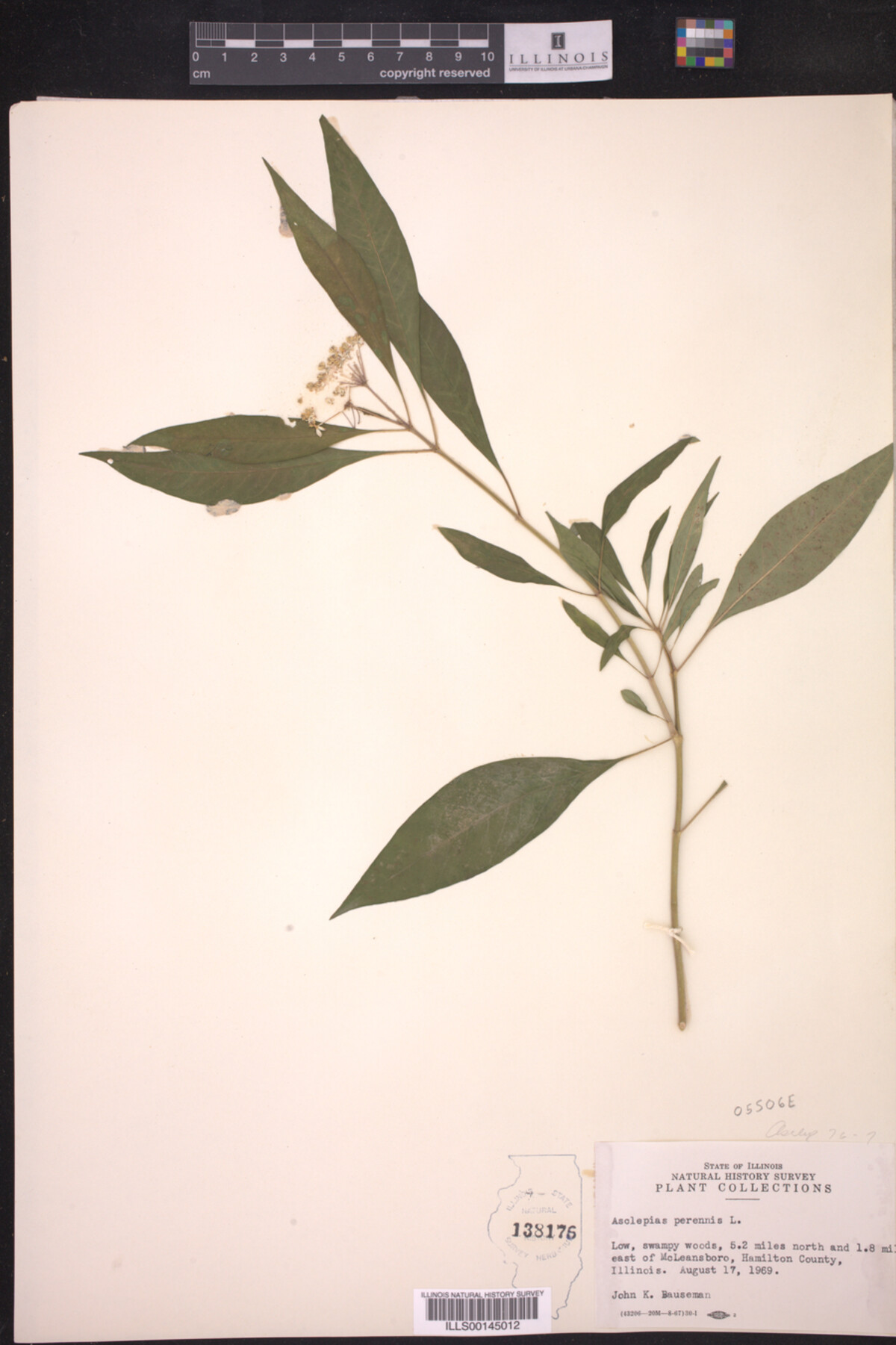 Asclepias perennis image