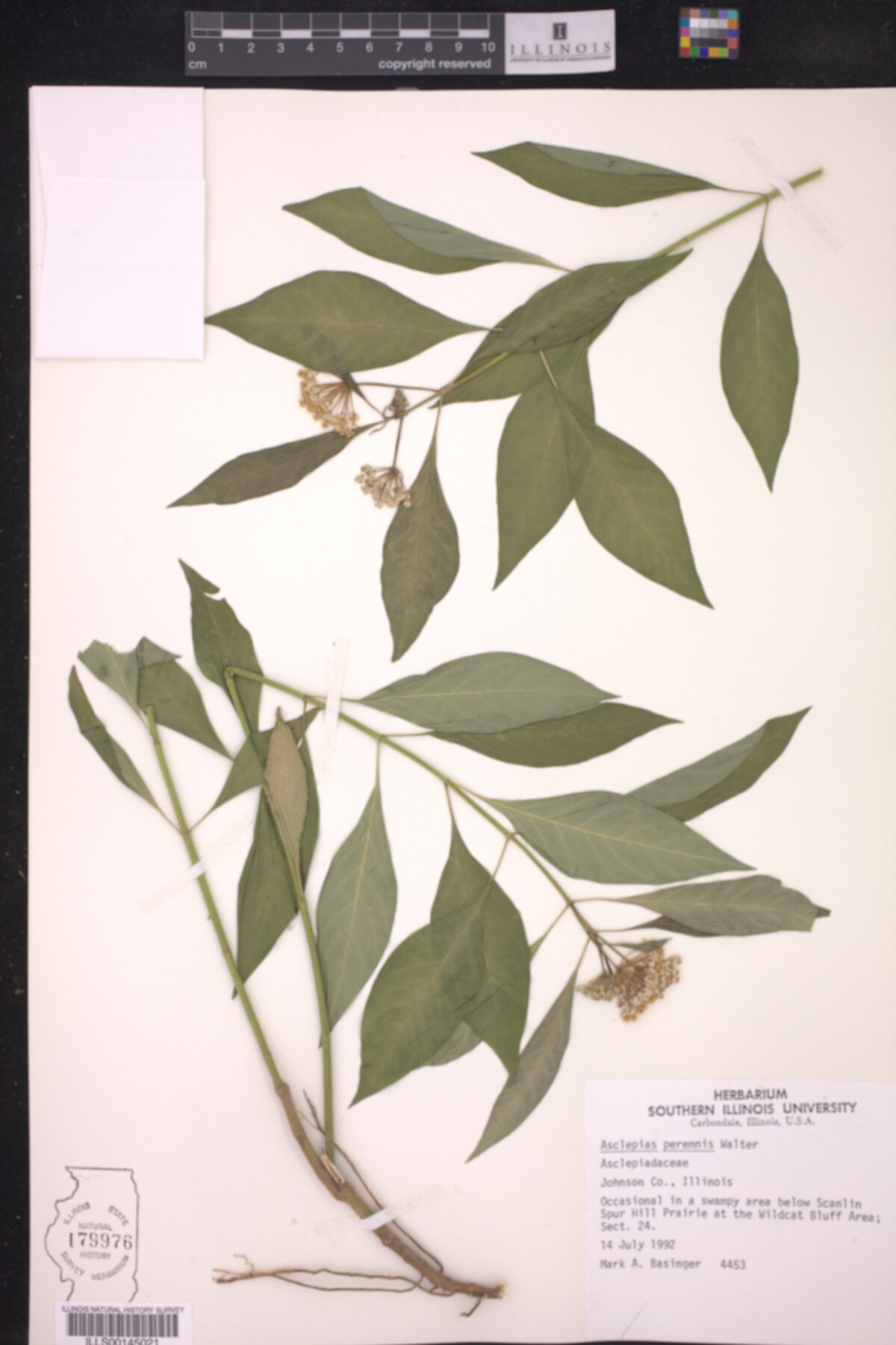 Asclepias perennis image