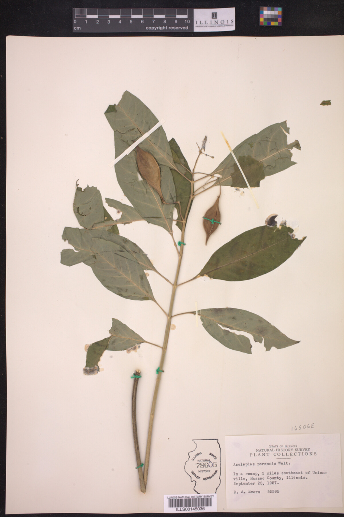 Asclepias perennis image