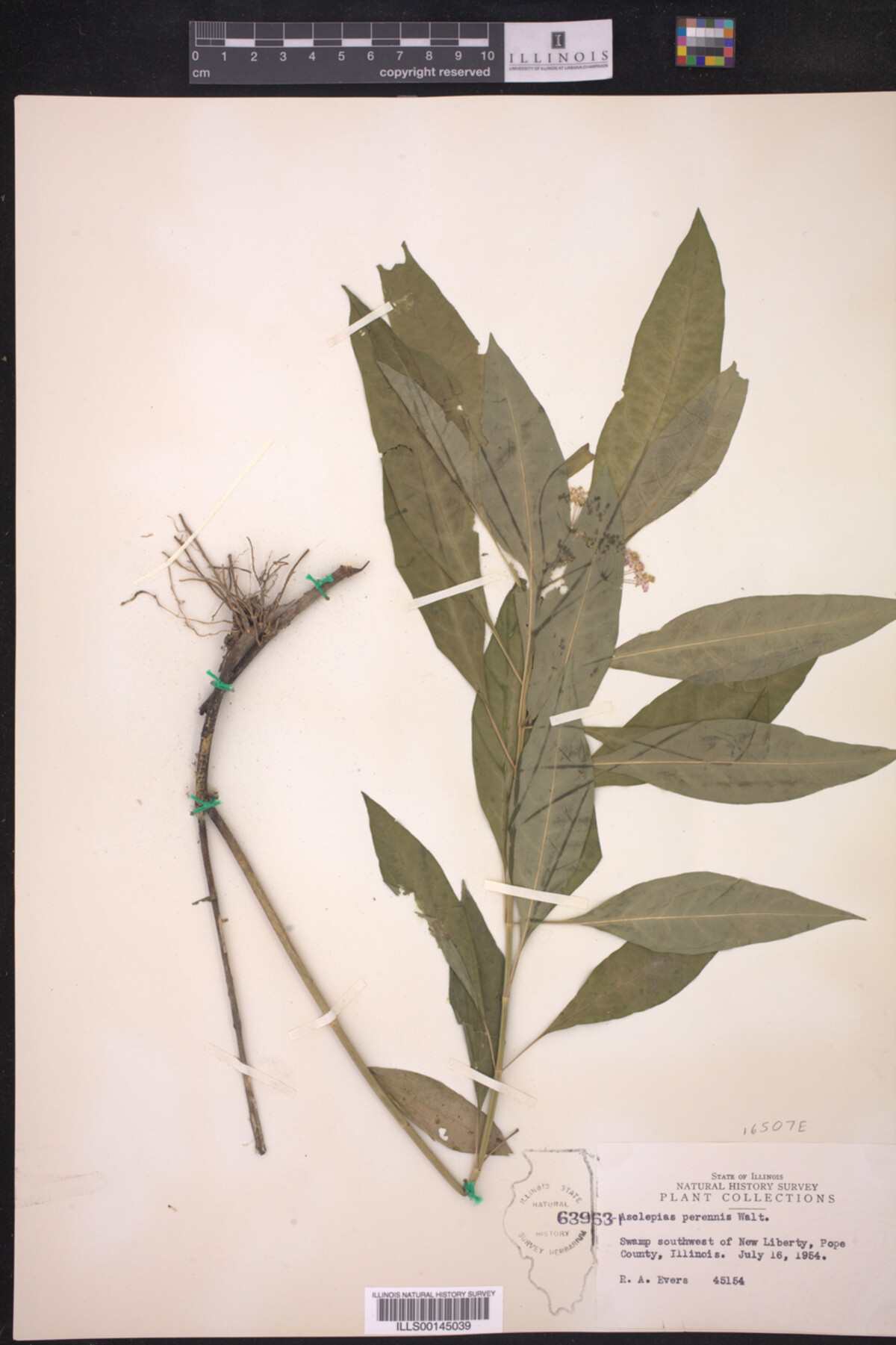 Asclepias perennis image