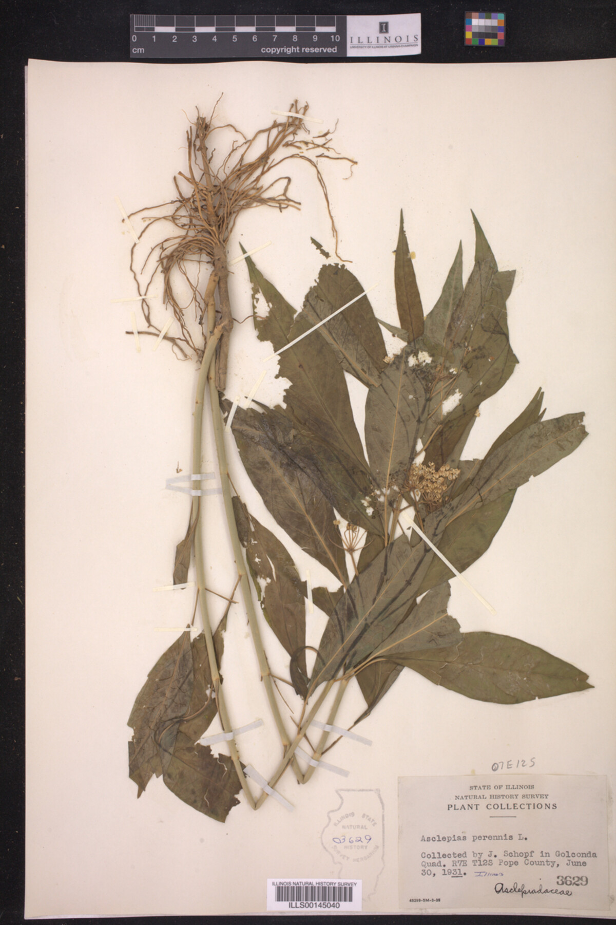 Asclepias perennis image