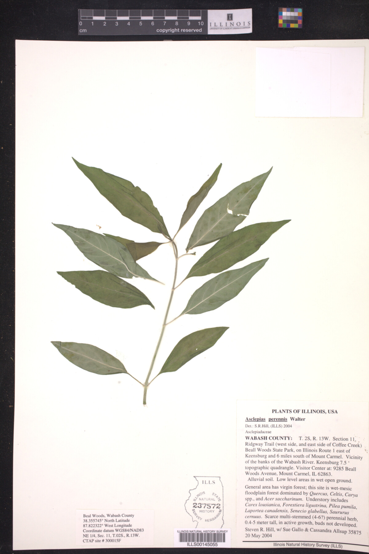Asclepias perennis image