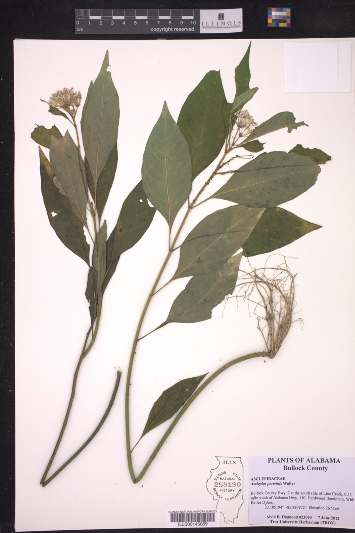 Asclepias perennis image