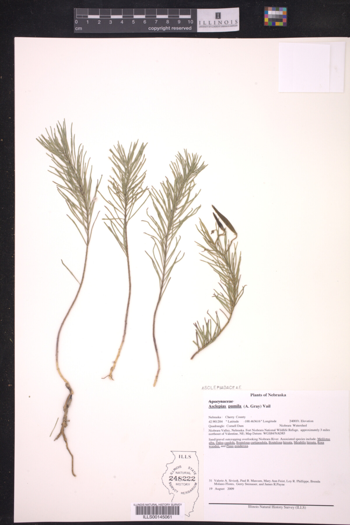 Asclepias pumila image