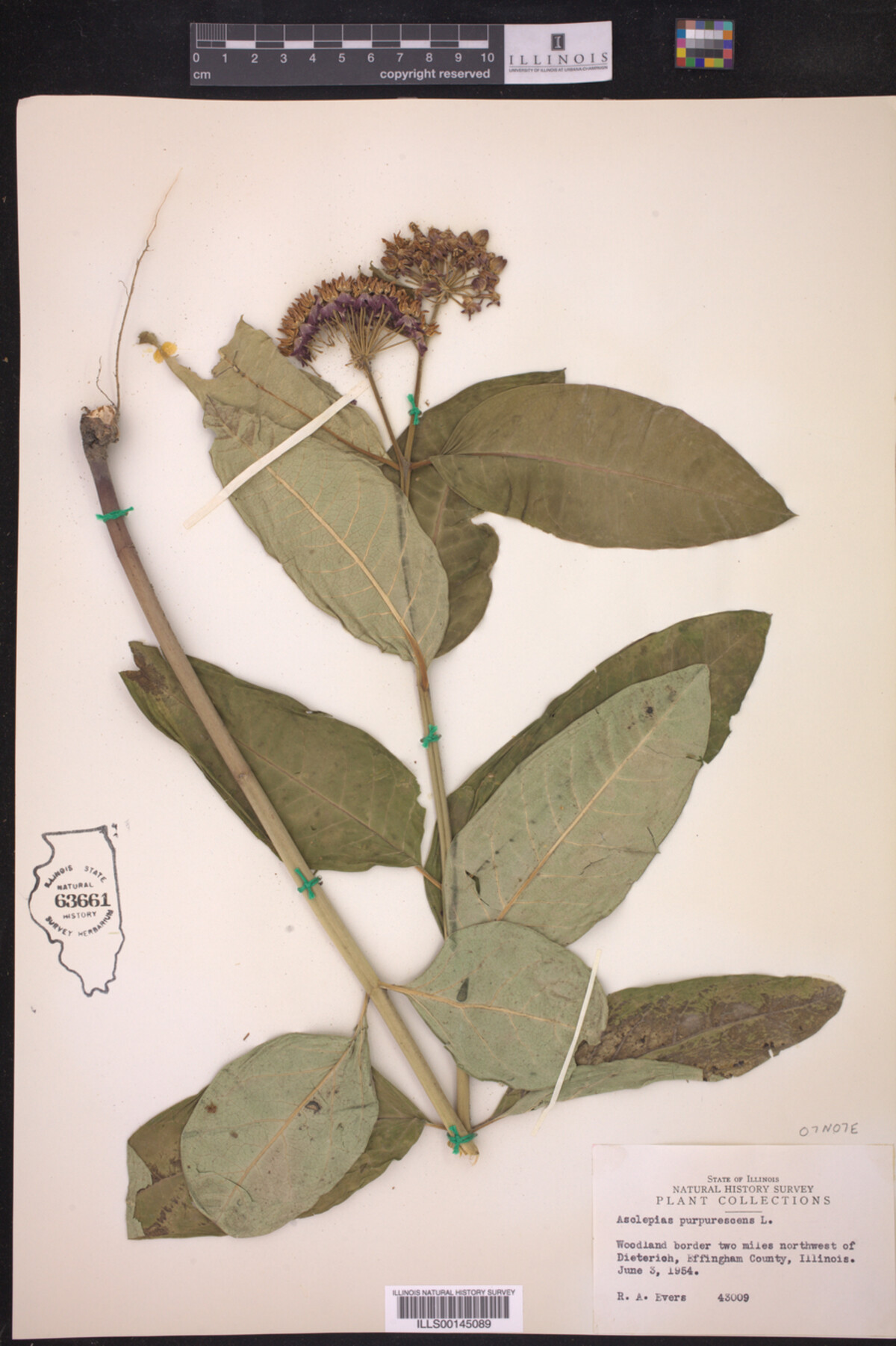 Asclepias purpurascens image