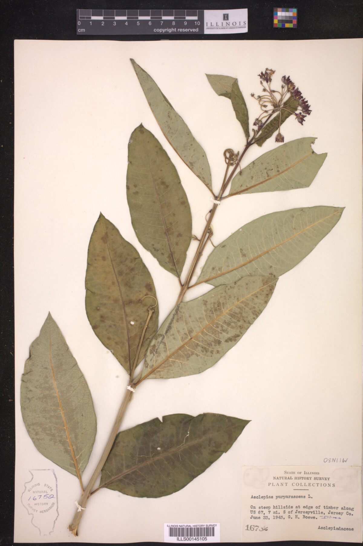 Asclepias purpurascens image