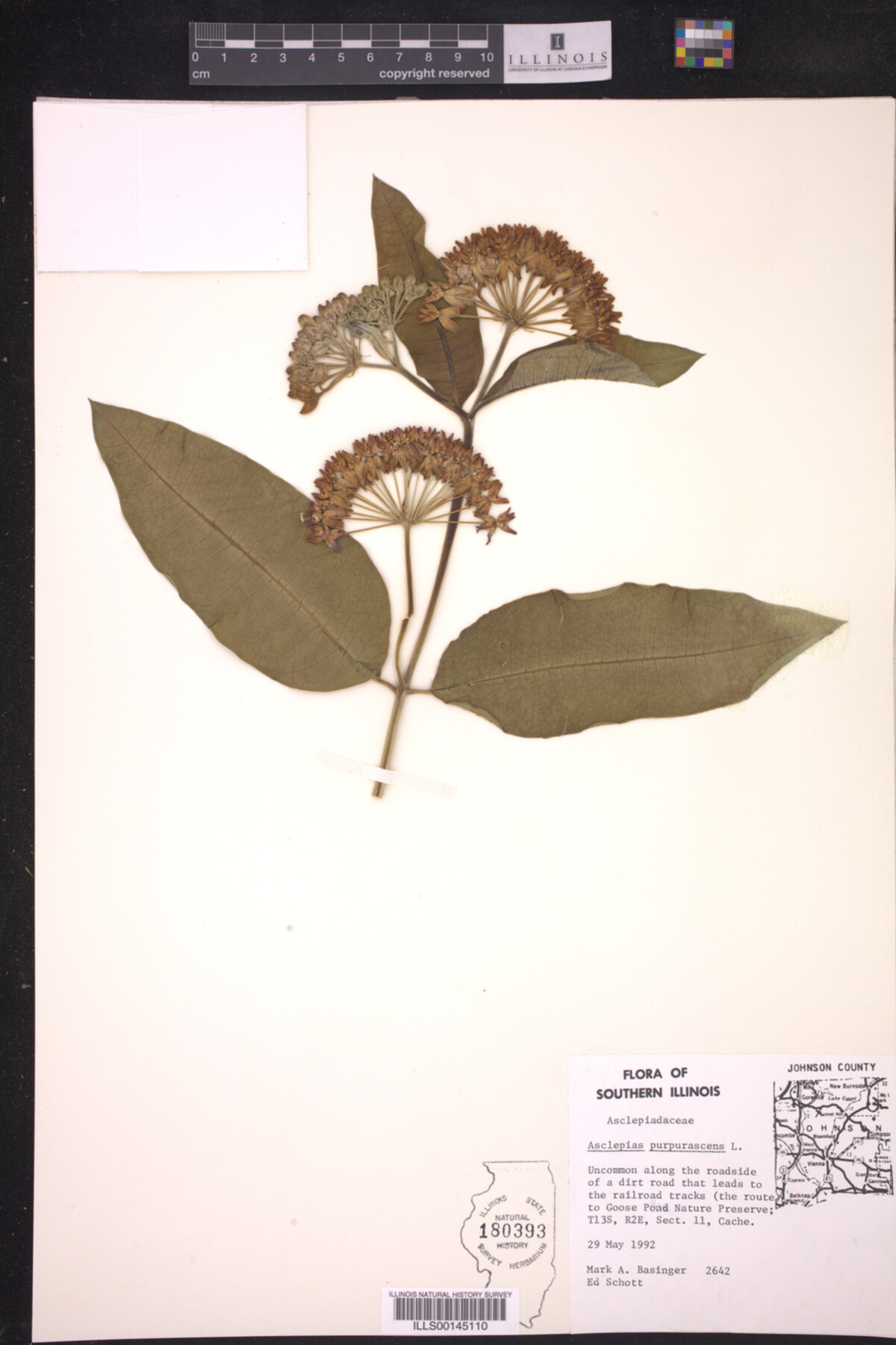 Asclepias purpurascens image