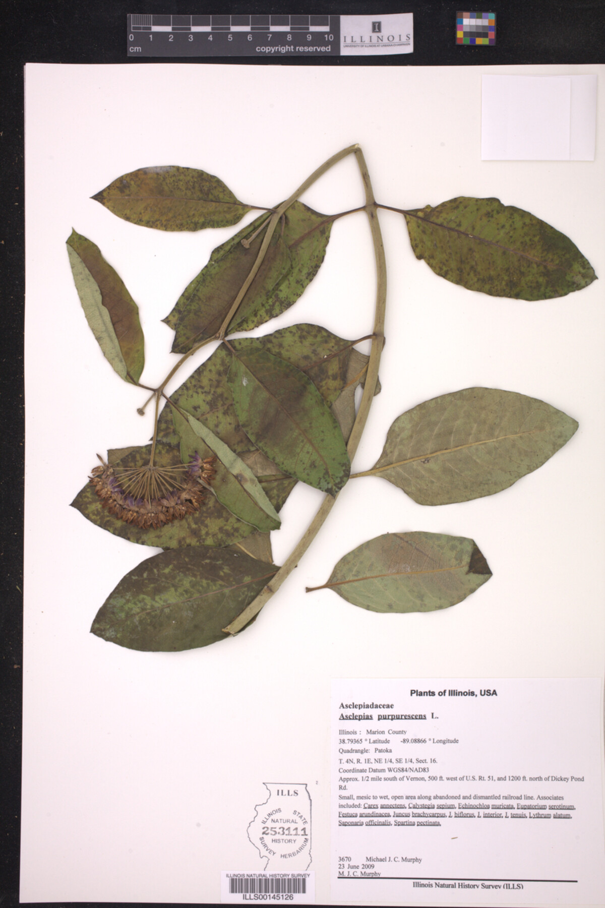 Asclepias purpurascens image