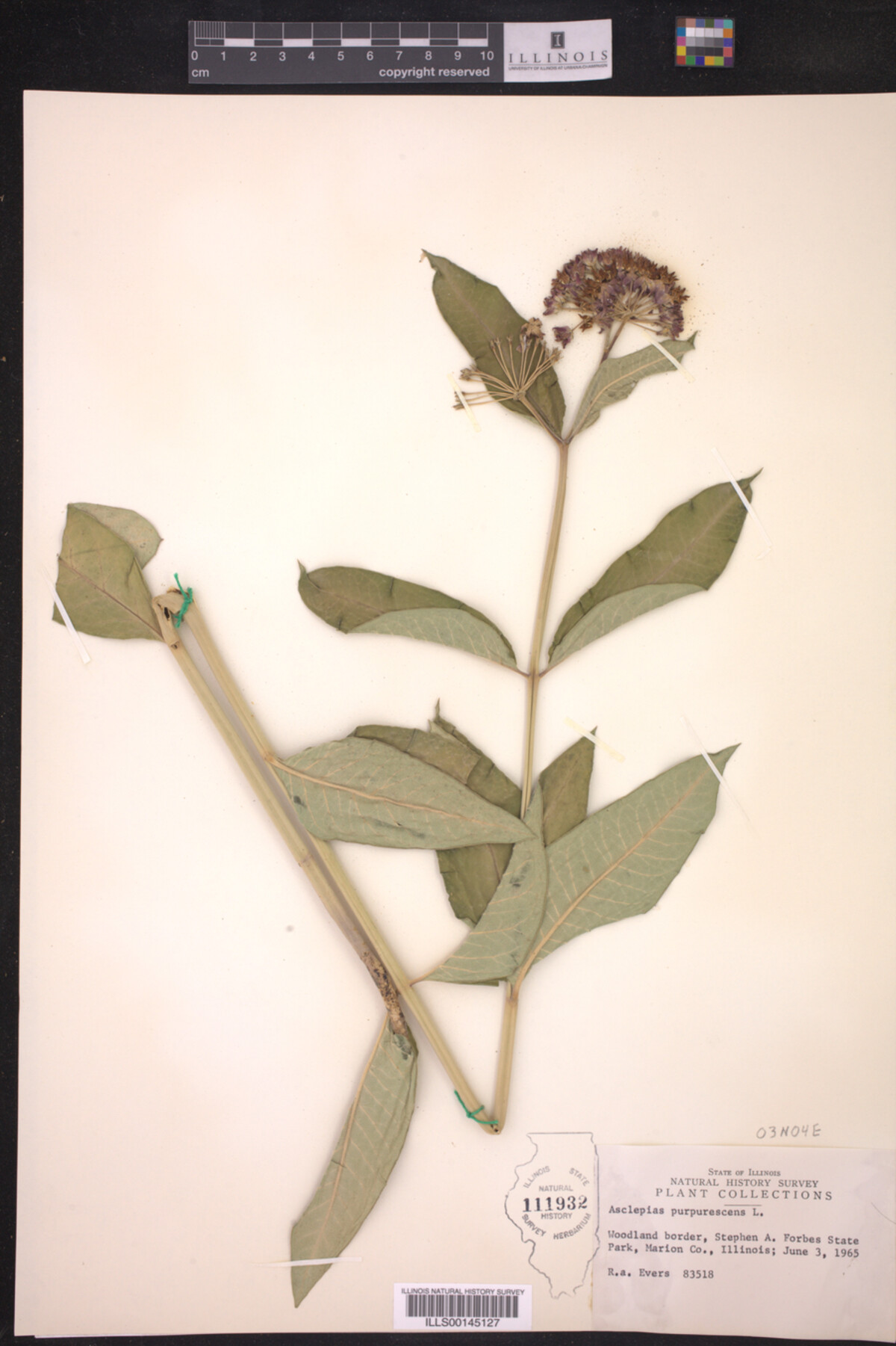 Asclepias purpurascens image