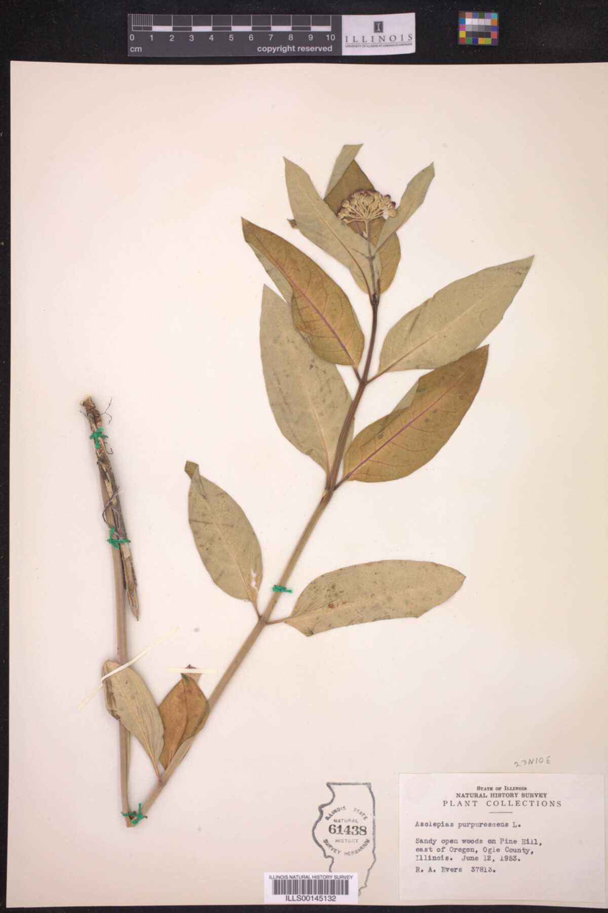 Asclepias purpurascens image