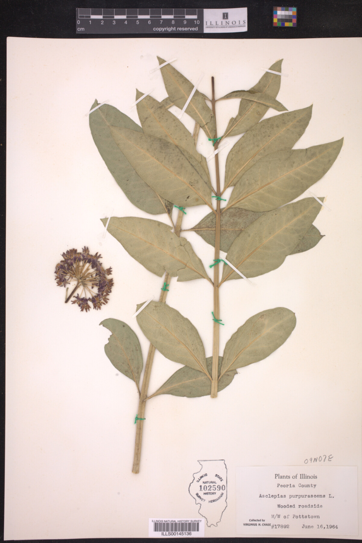 Asclepias purpurascens image