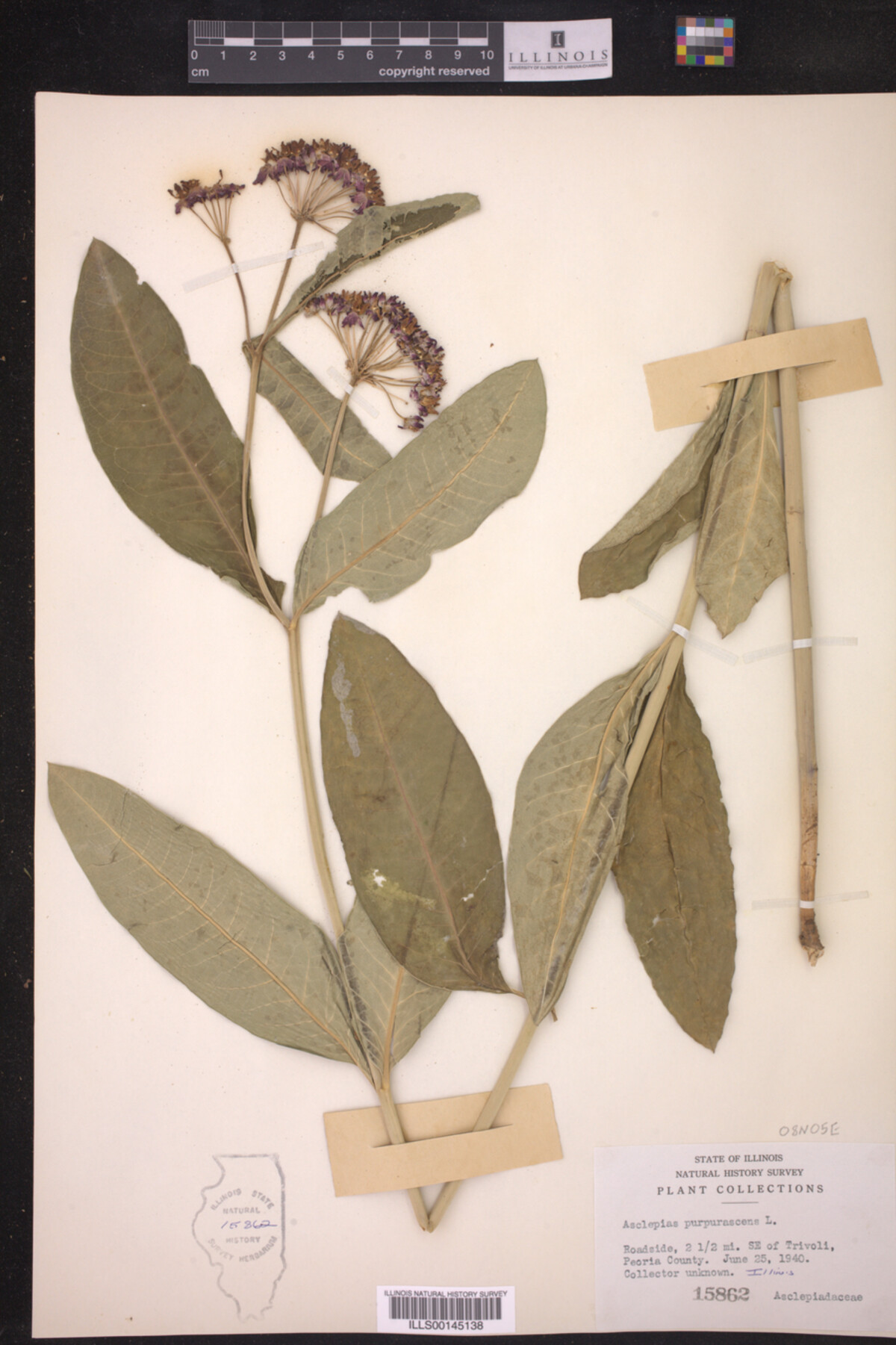 Asclepias purpurascens image