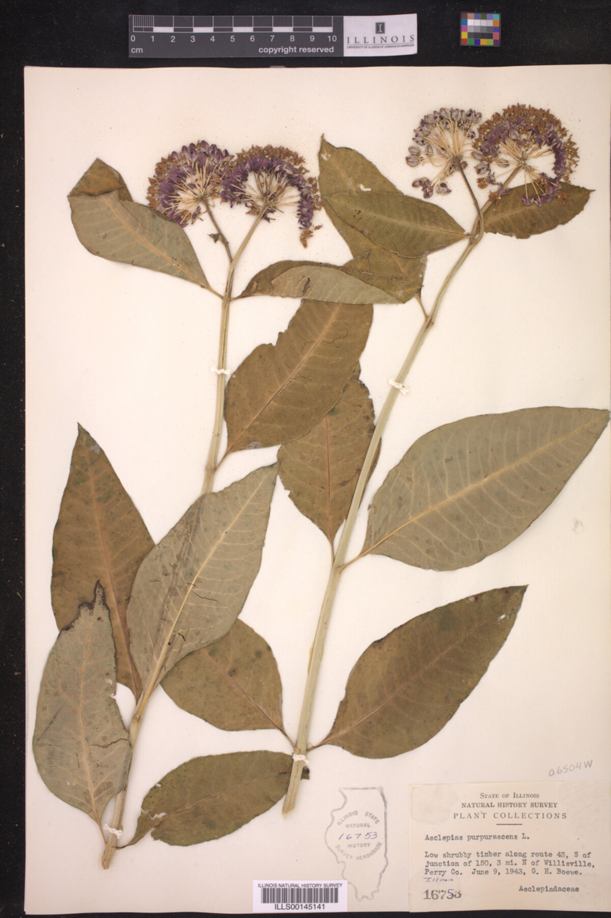 Asclepias purpurascens image