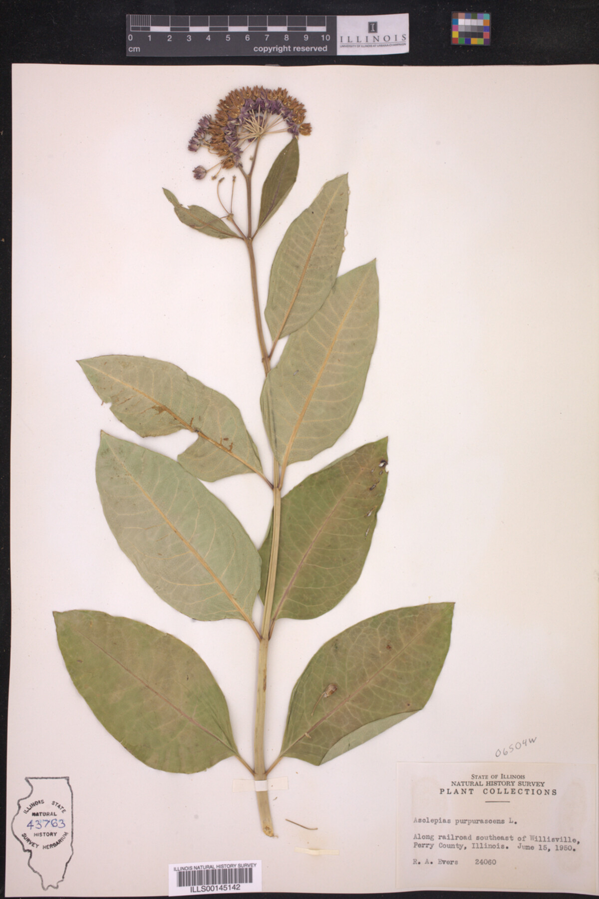 Asclepias purpurascens image