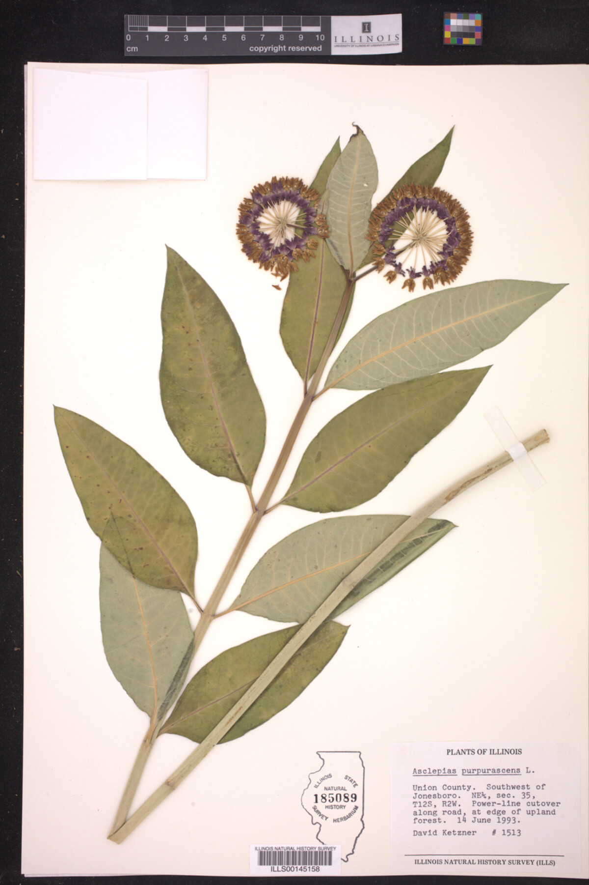 Asclepias purpurascens image