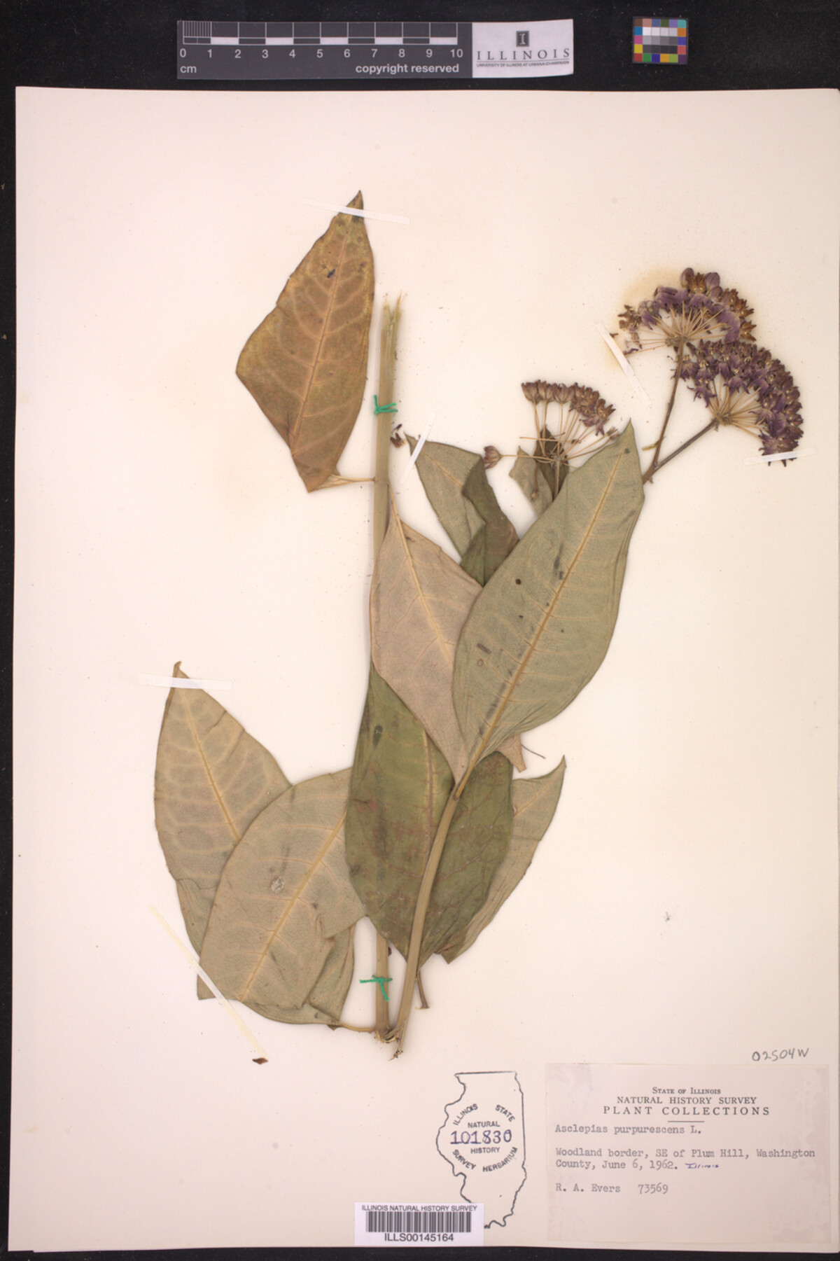 Asclepias purpurascens image