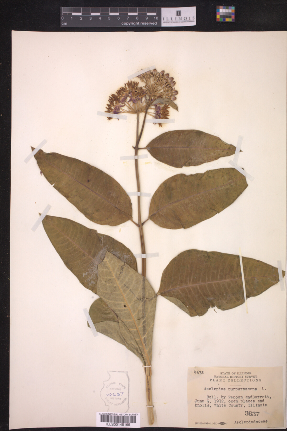 Asclepias purpurascens image