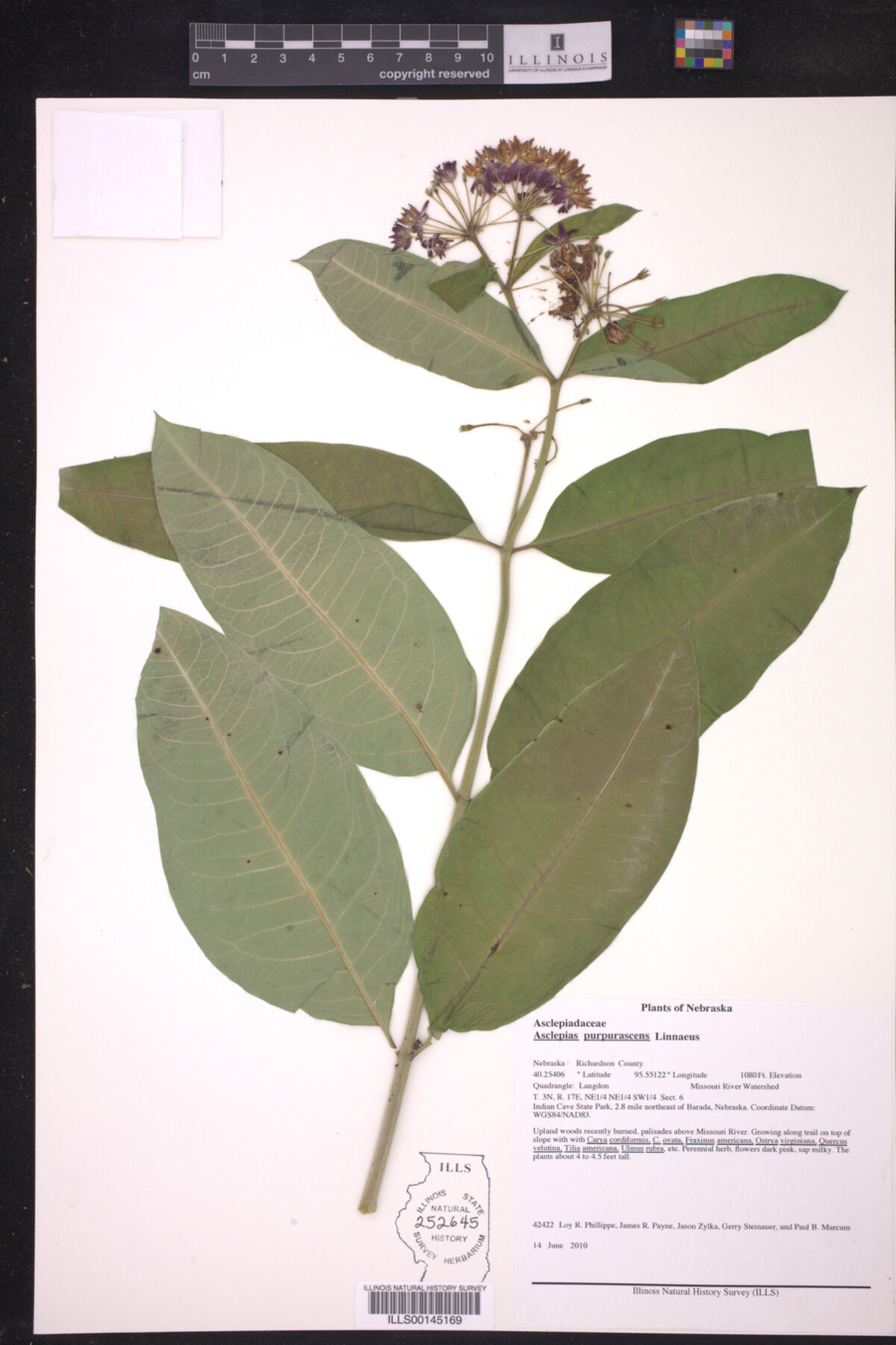 Asclepias purpurascens image