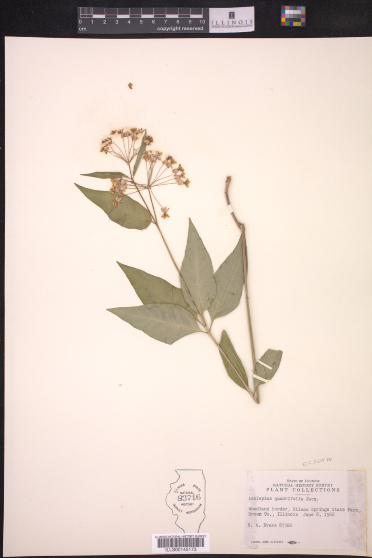 Asclepias quadrifolia image