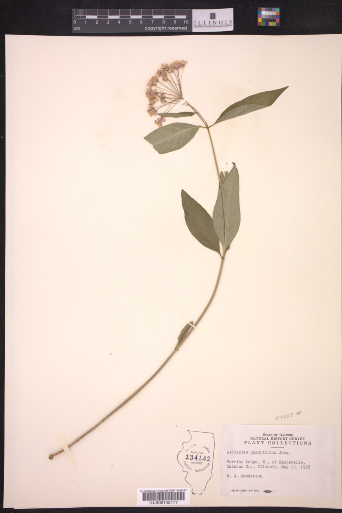 Asclepias quadrifolia image