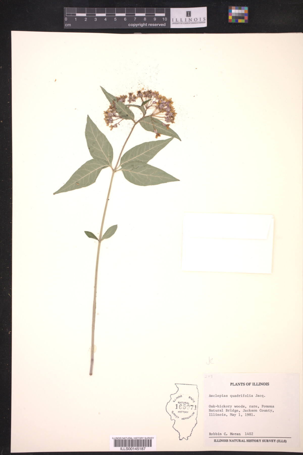 Asclepias quadrifolia image