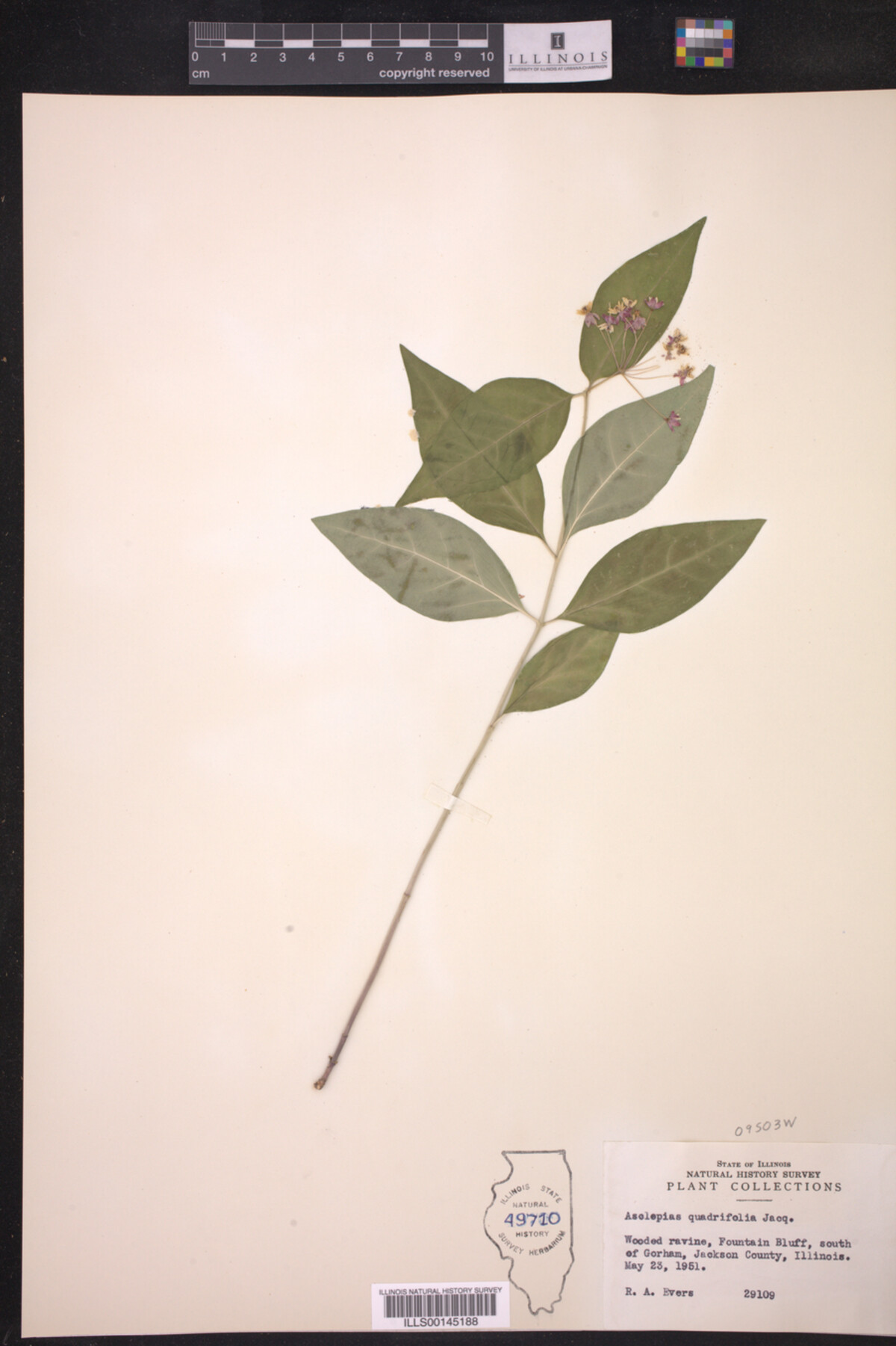Asclepias quadrifolia image