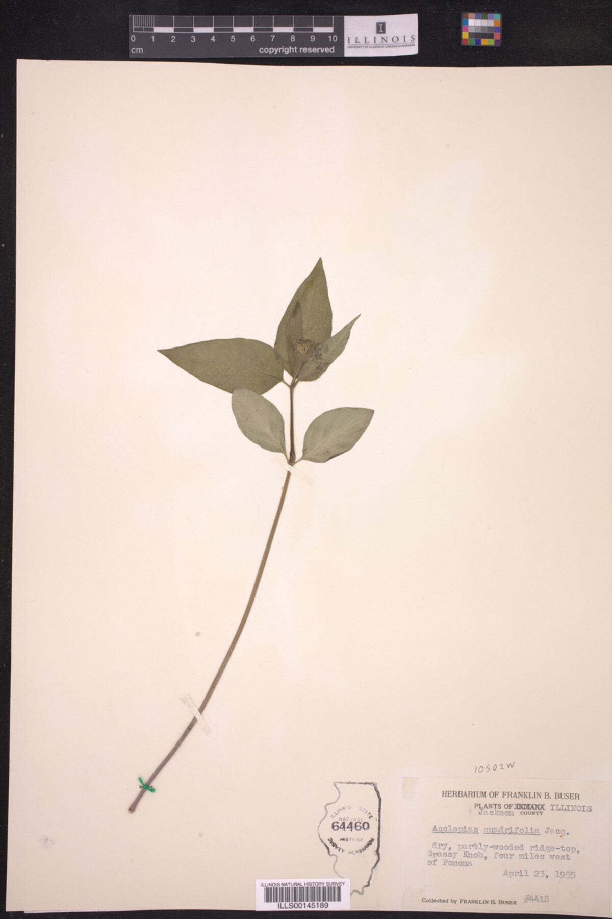 Asclepias quadrifolia image