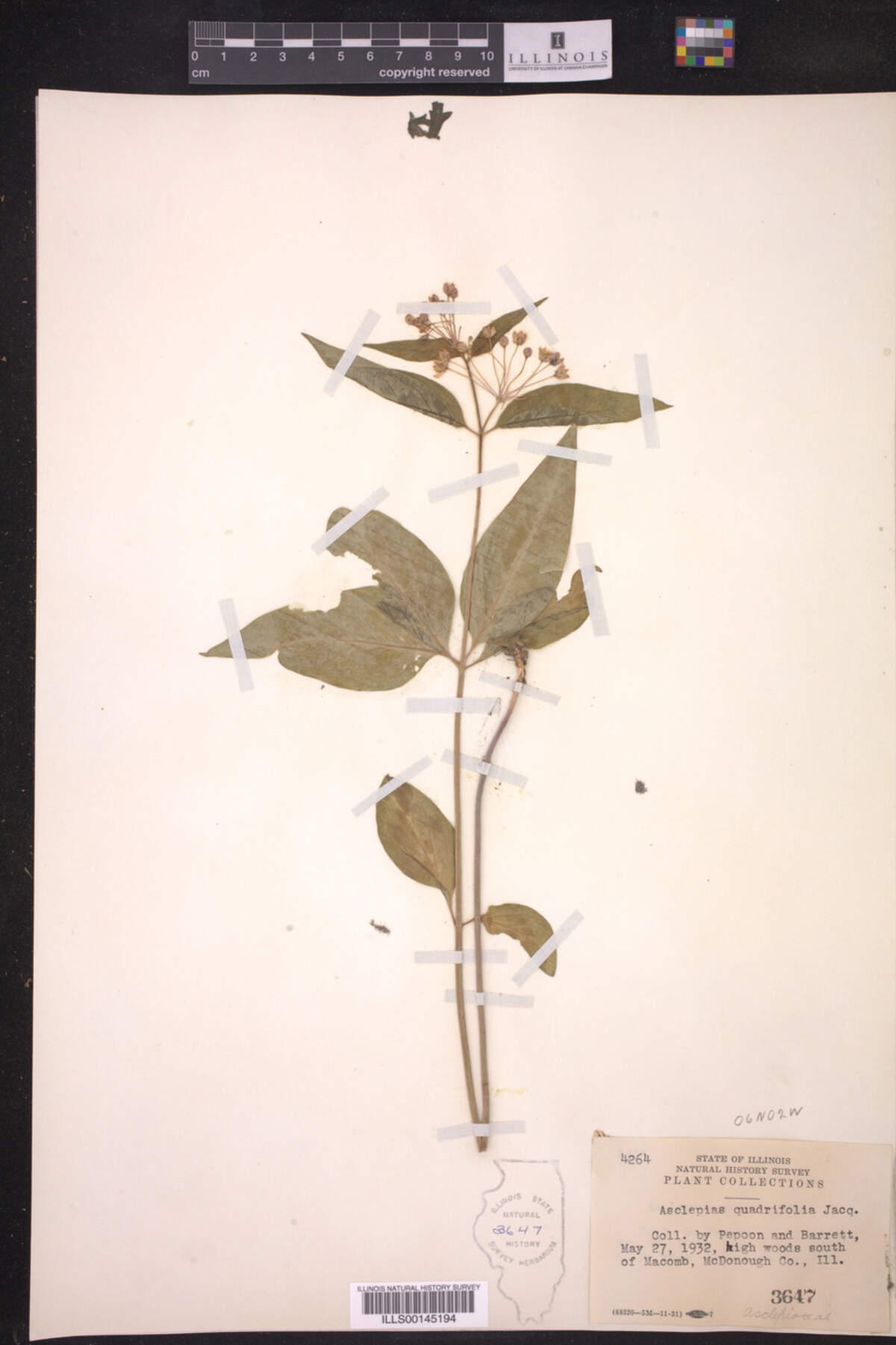 Asclepias quadrifolia image