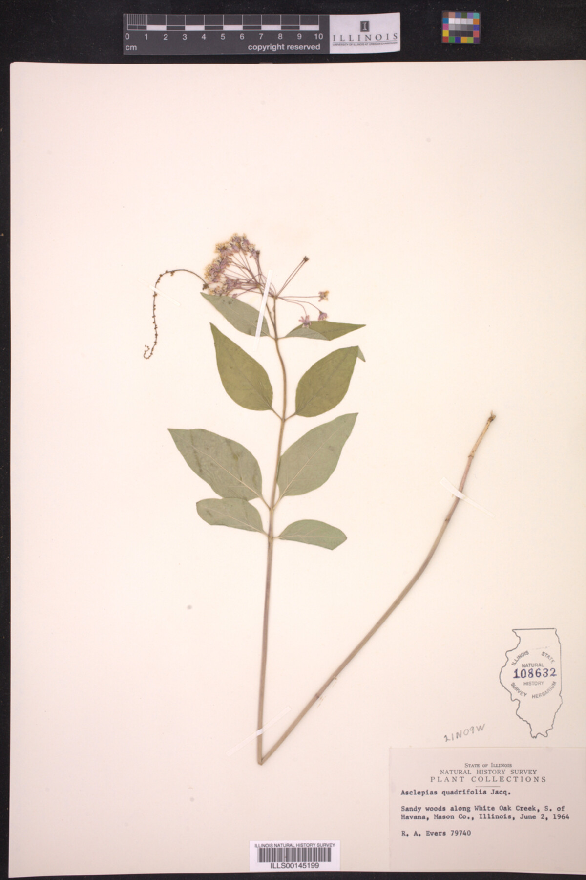Asclepias quadrifolia image