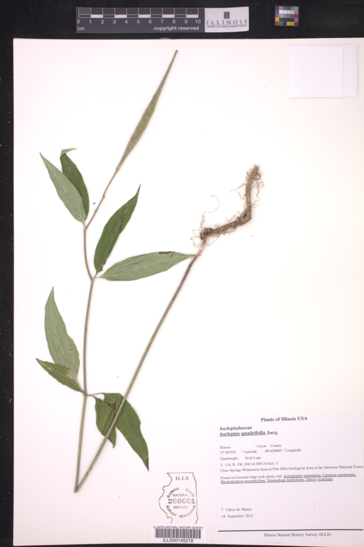 Asclepias quadrifolia image