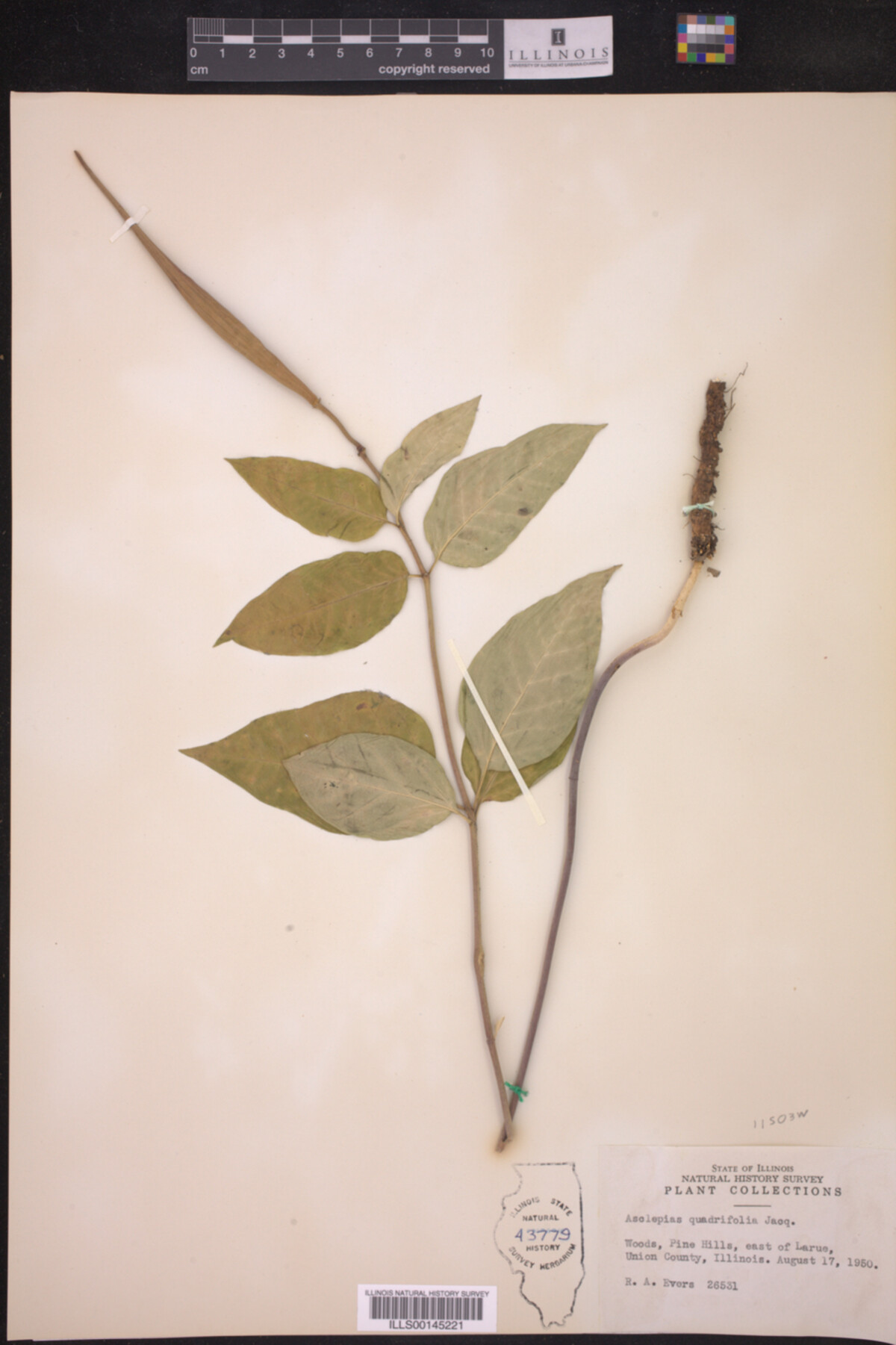 Asclepias quadrifolia image