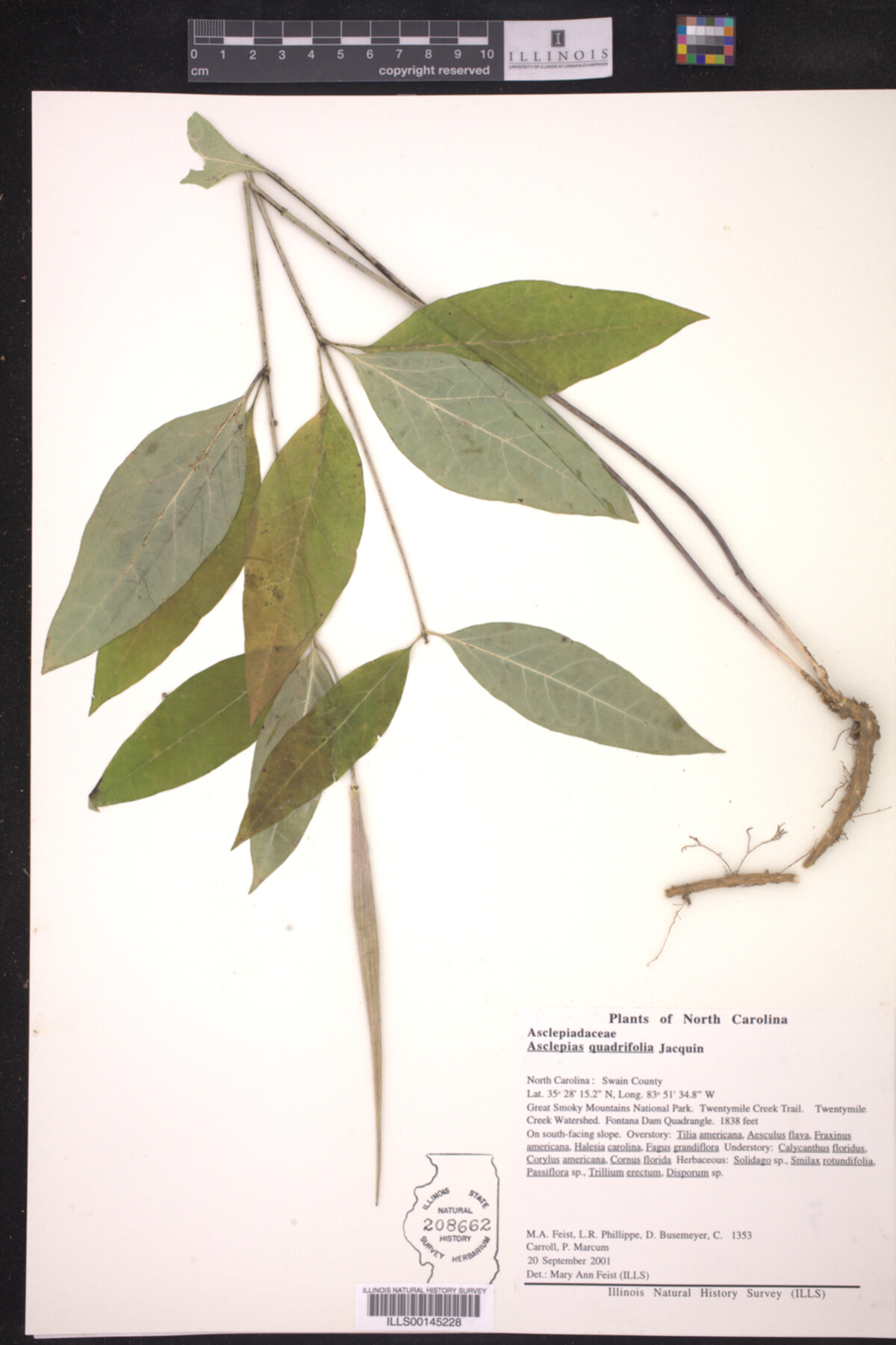 Asclepias quadrifolia image