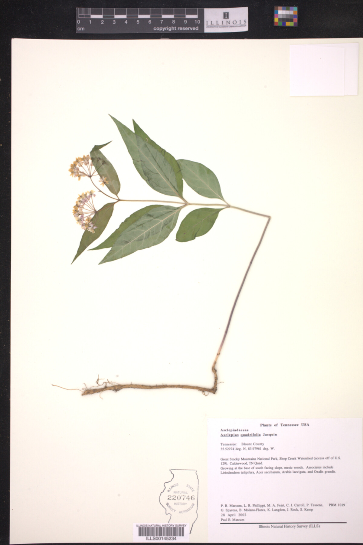 Asclepias quadrifolia image