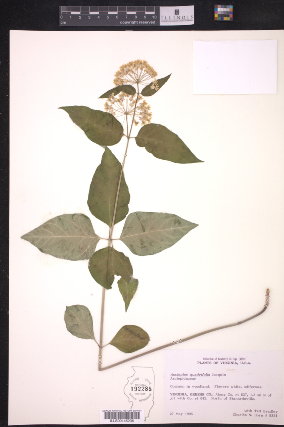Asclepias quadrifolia image