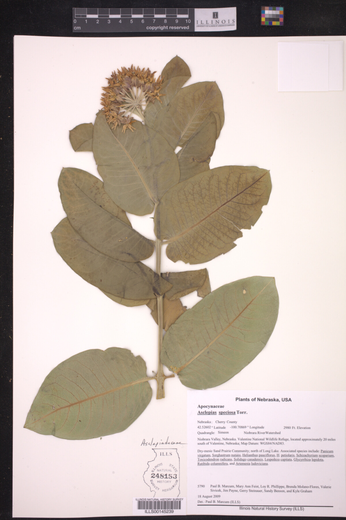 Asclepias speciosa image