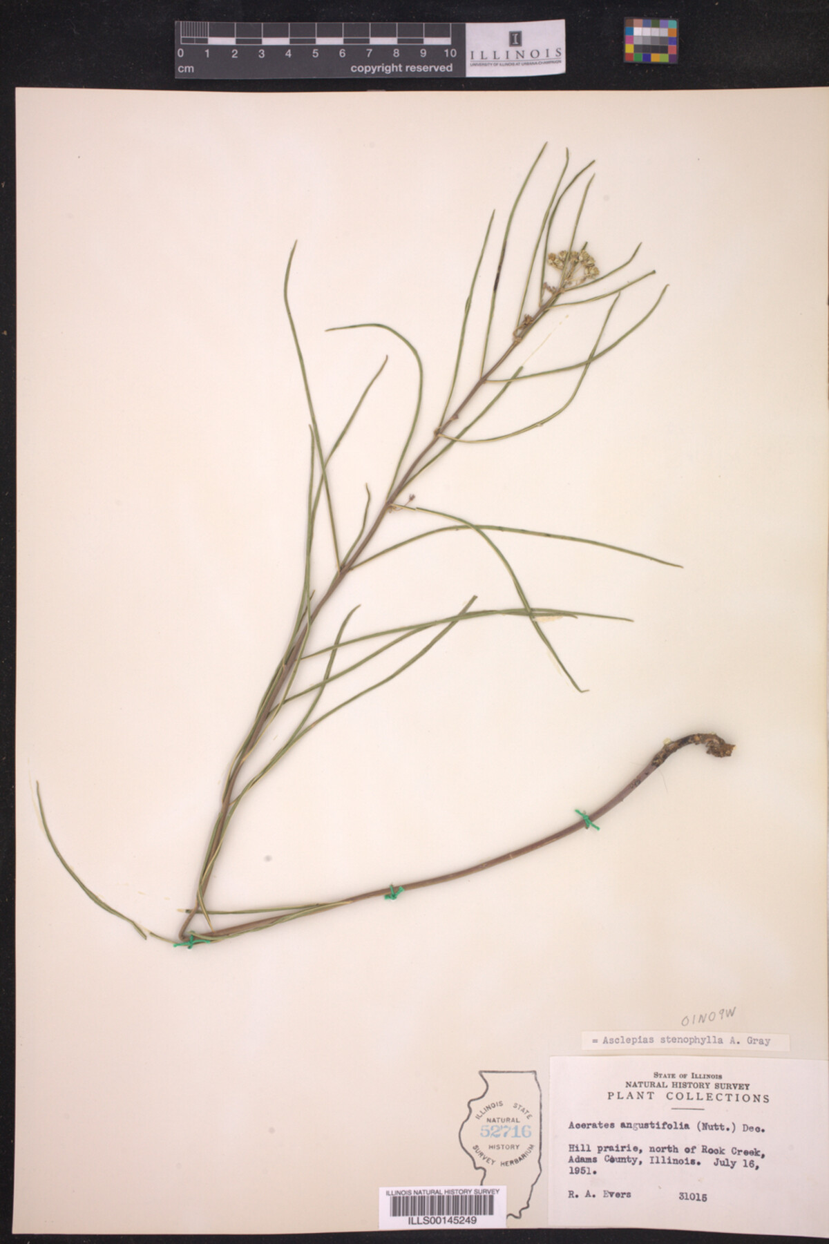 Asclepias stenophylla image
