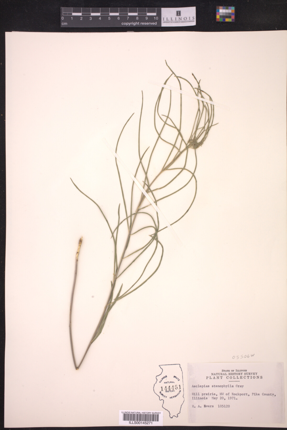 Asclepias stenophylla image