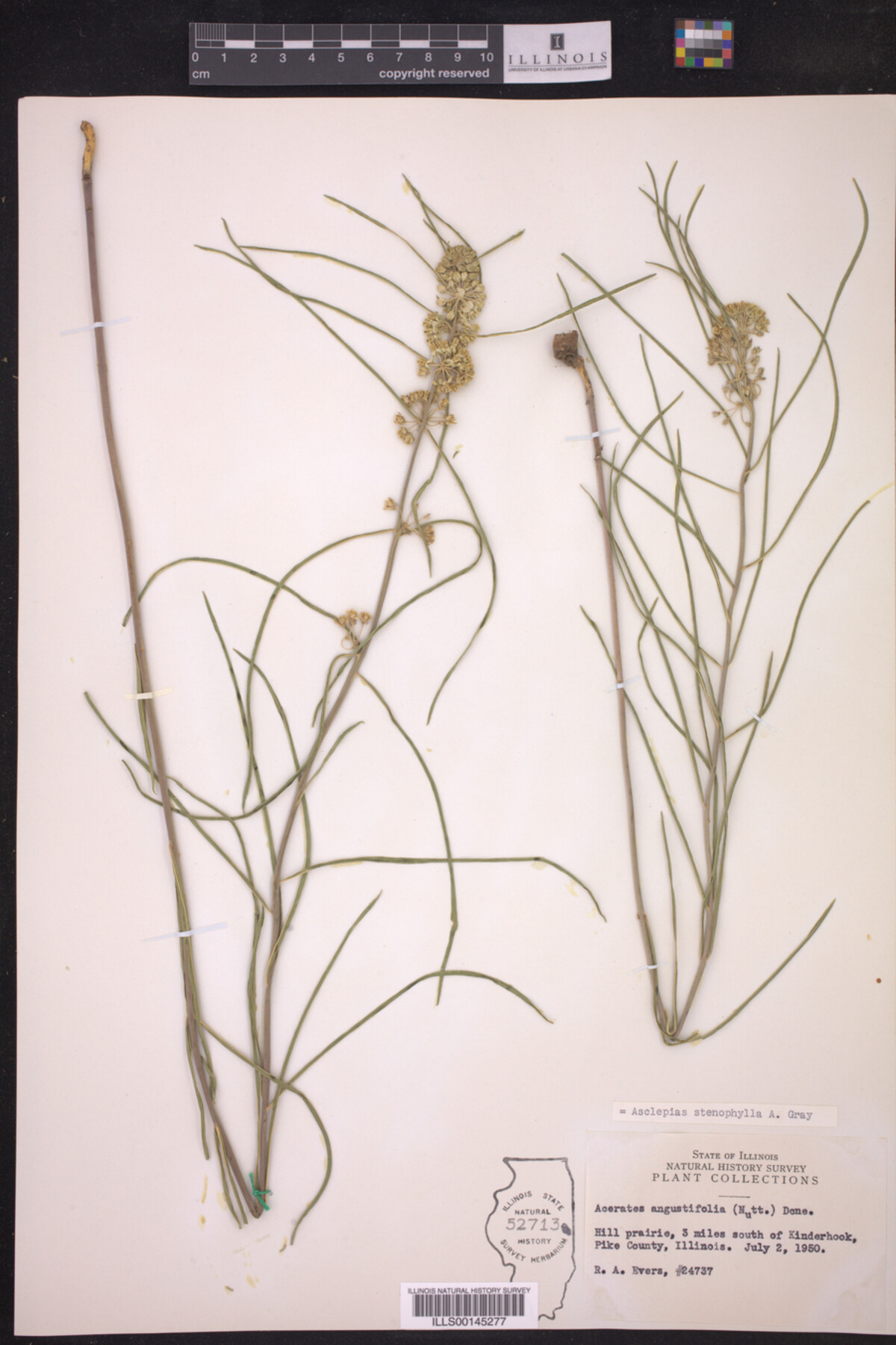 Asclepias stenophylla image