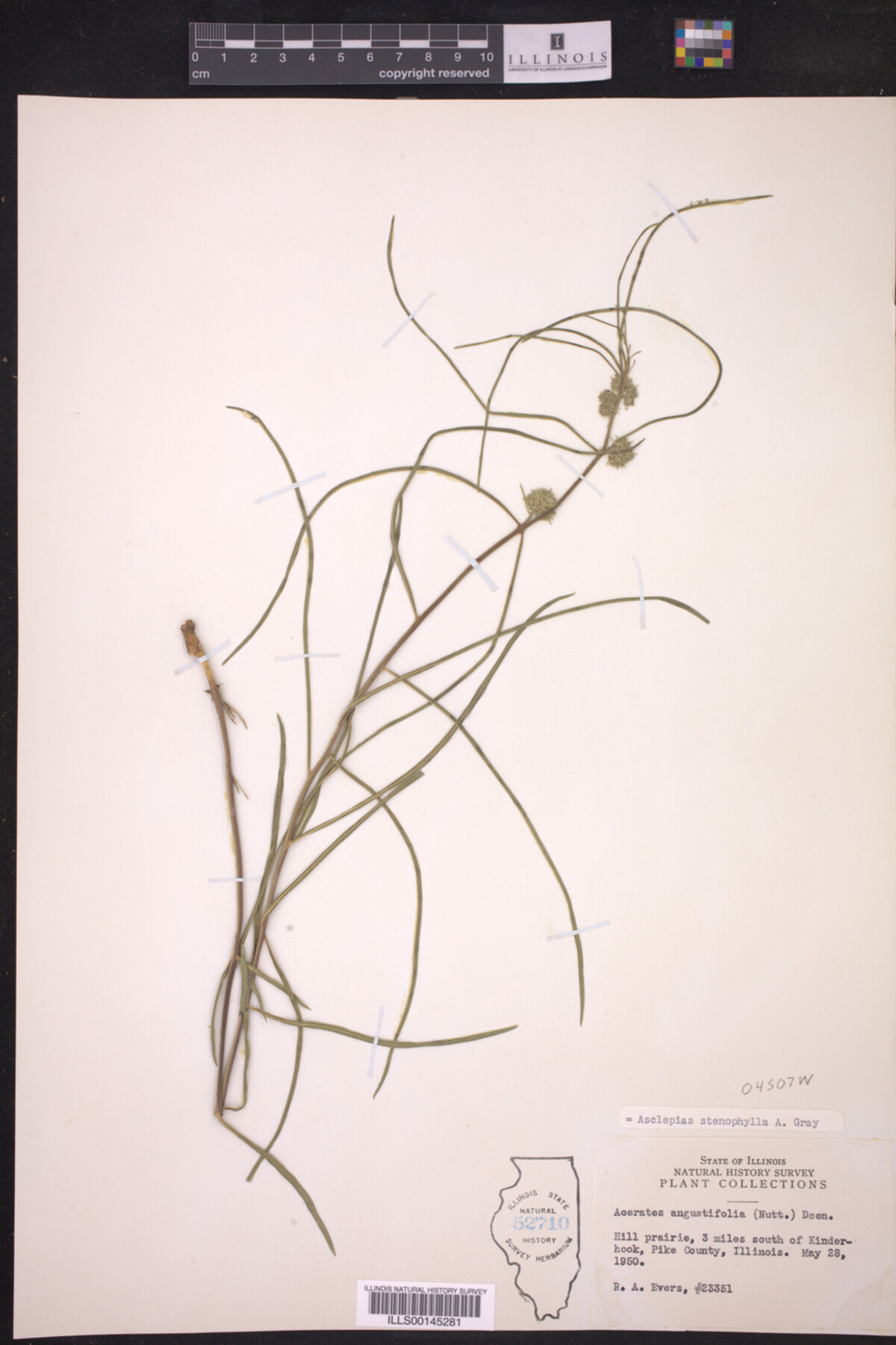 Asclepias stenophylla image