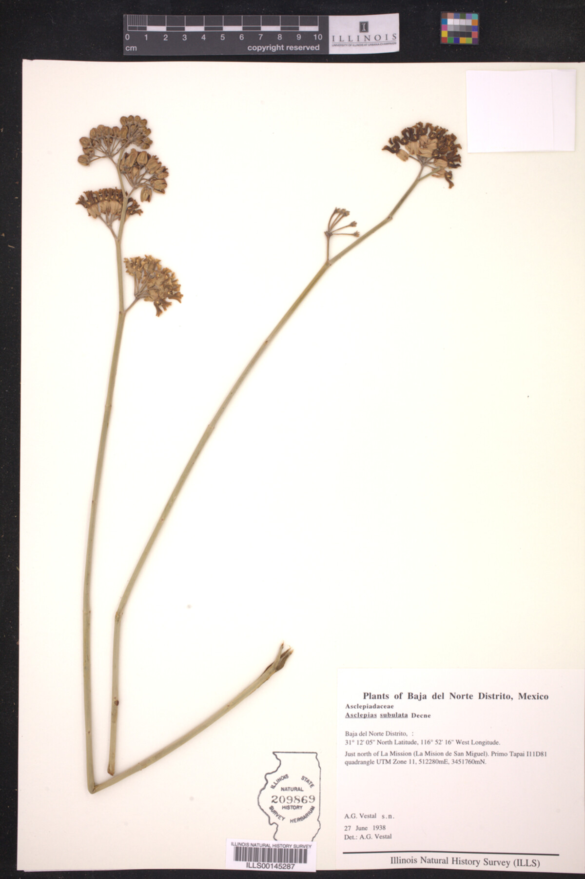 Asclepias subulata image