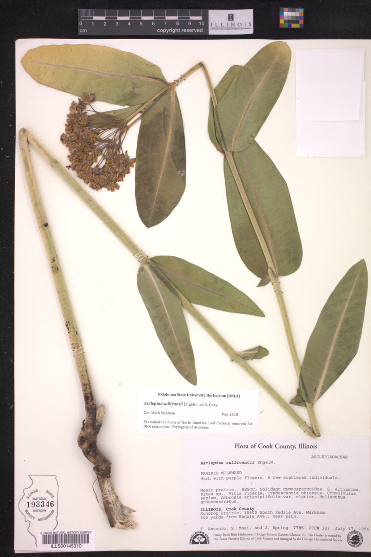 Asclepias sullivantii image