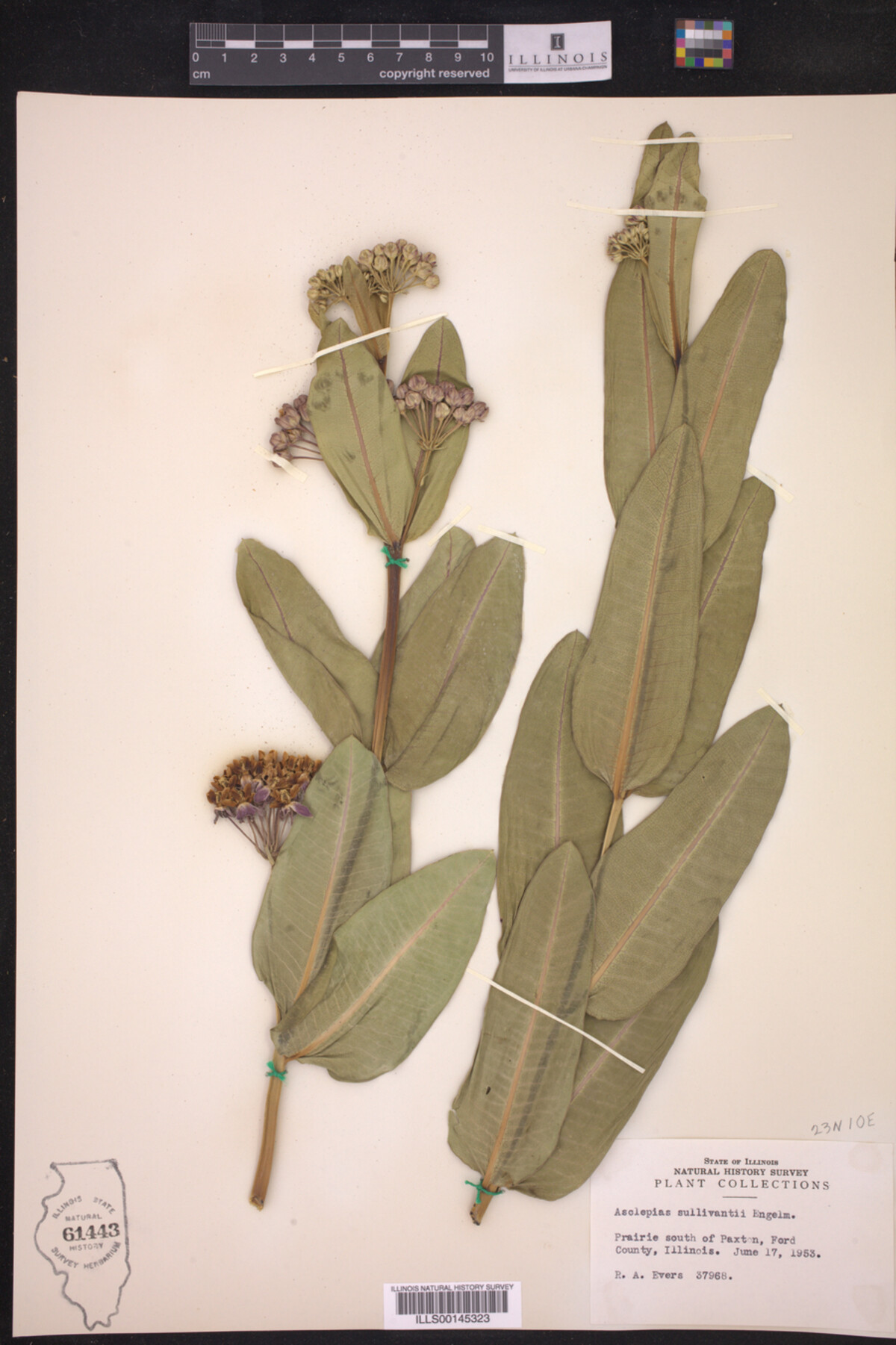 Asclepias sullivantii image